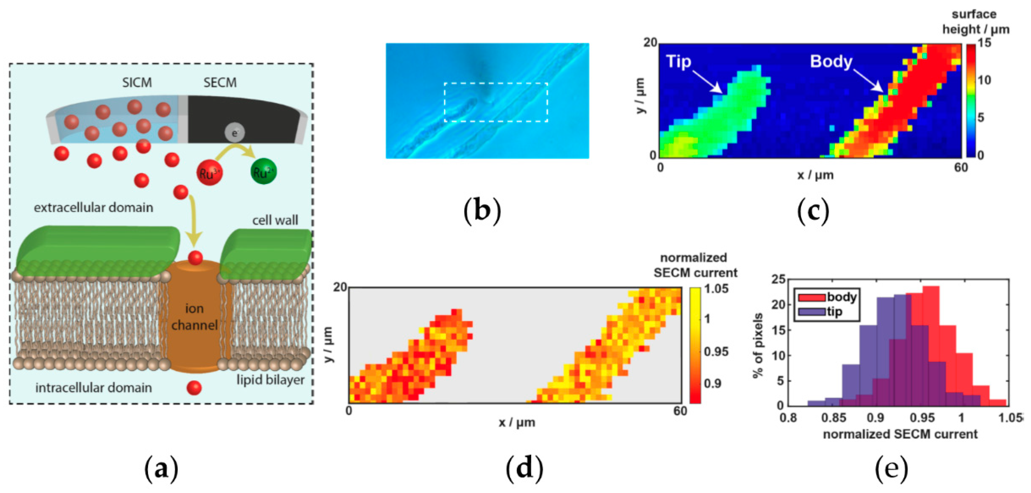 Chemosensors 06 00024 g004