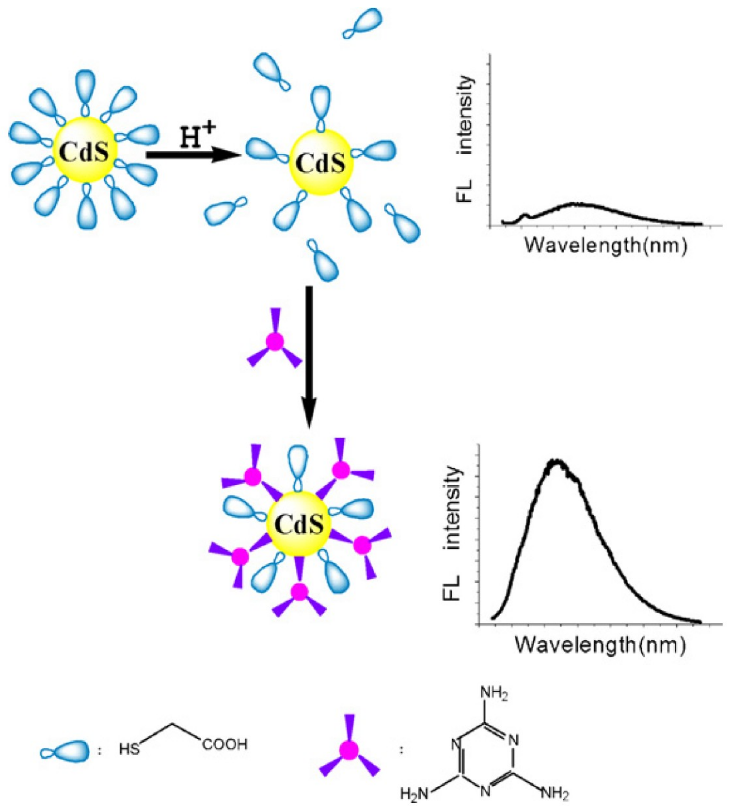 Chemosensors 07 00009 g005 Chemosensors 07 00009 g005