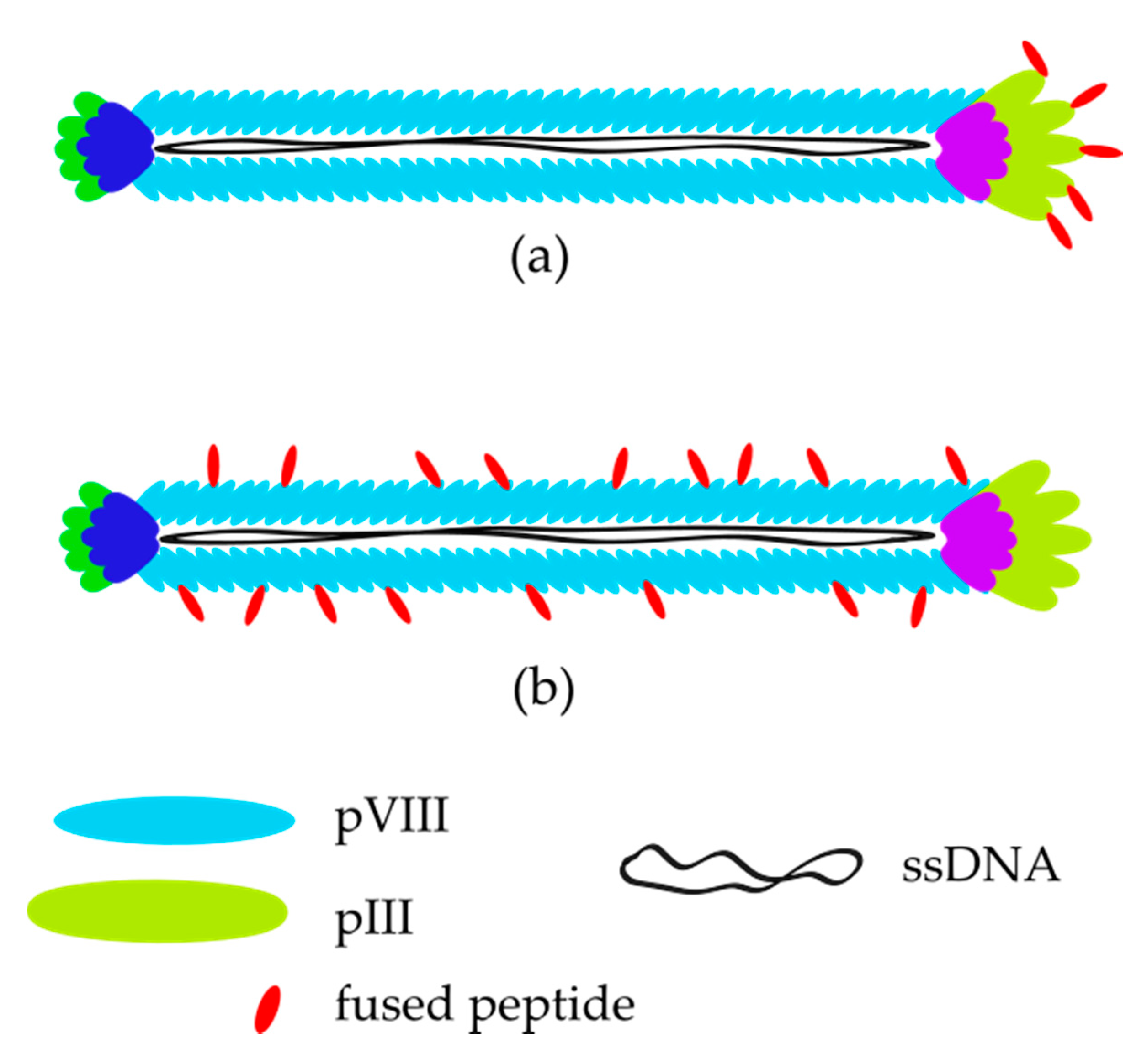 Phage-Based Sensors in Medicine