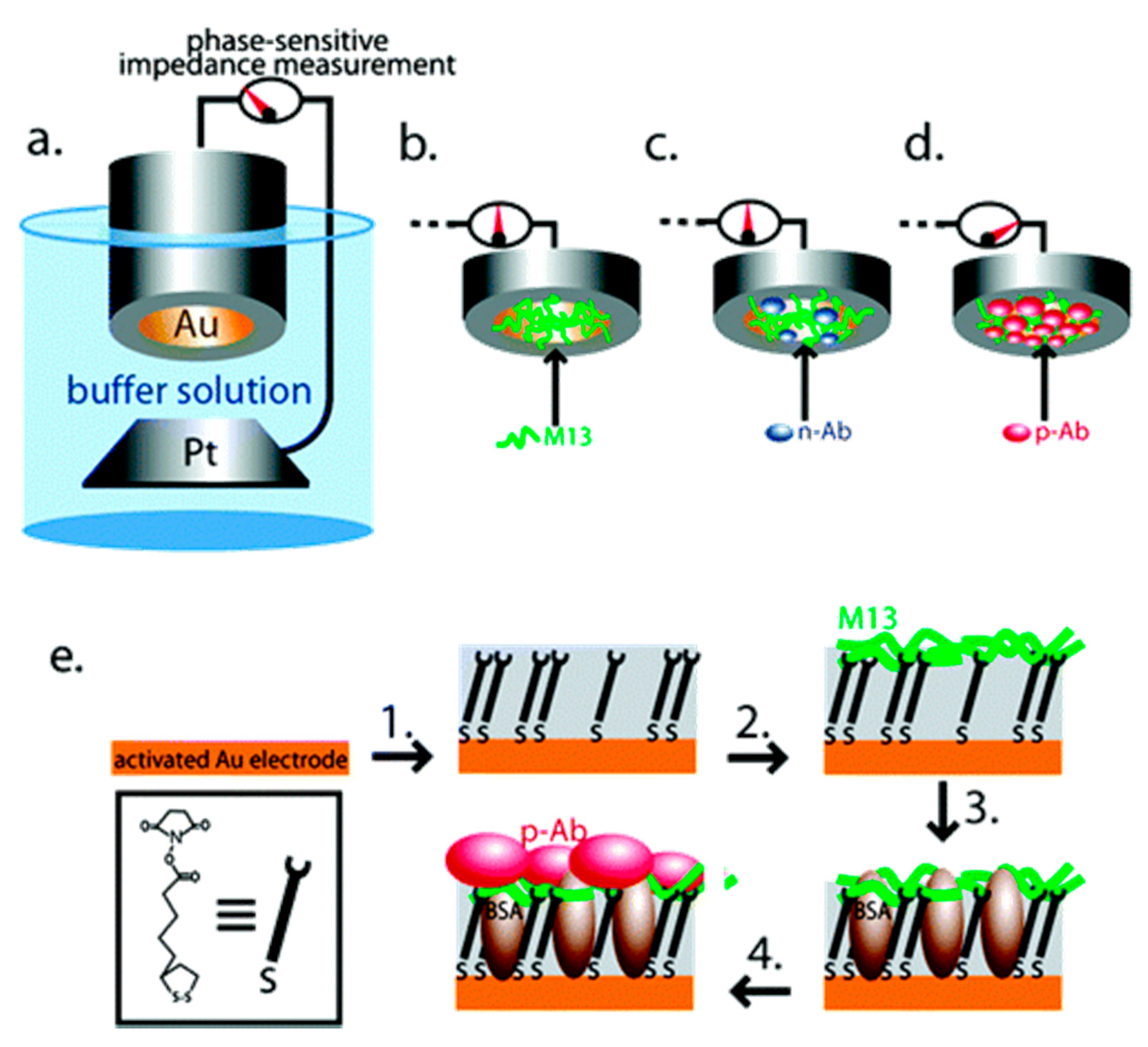 Phage-Based Sensors in Medicine image