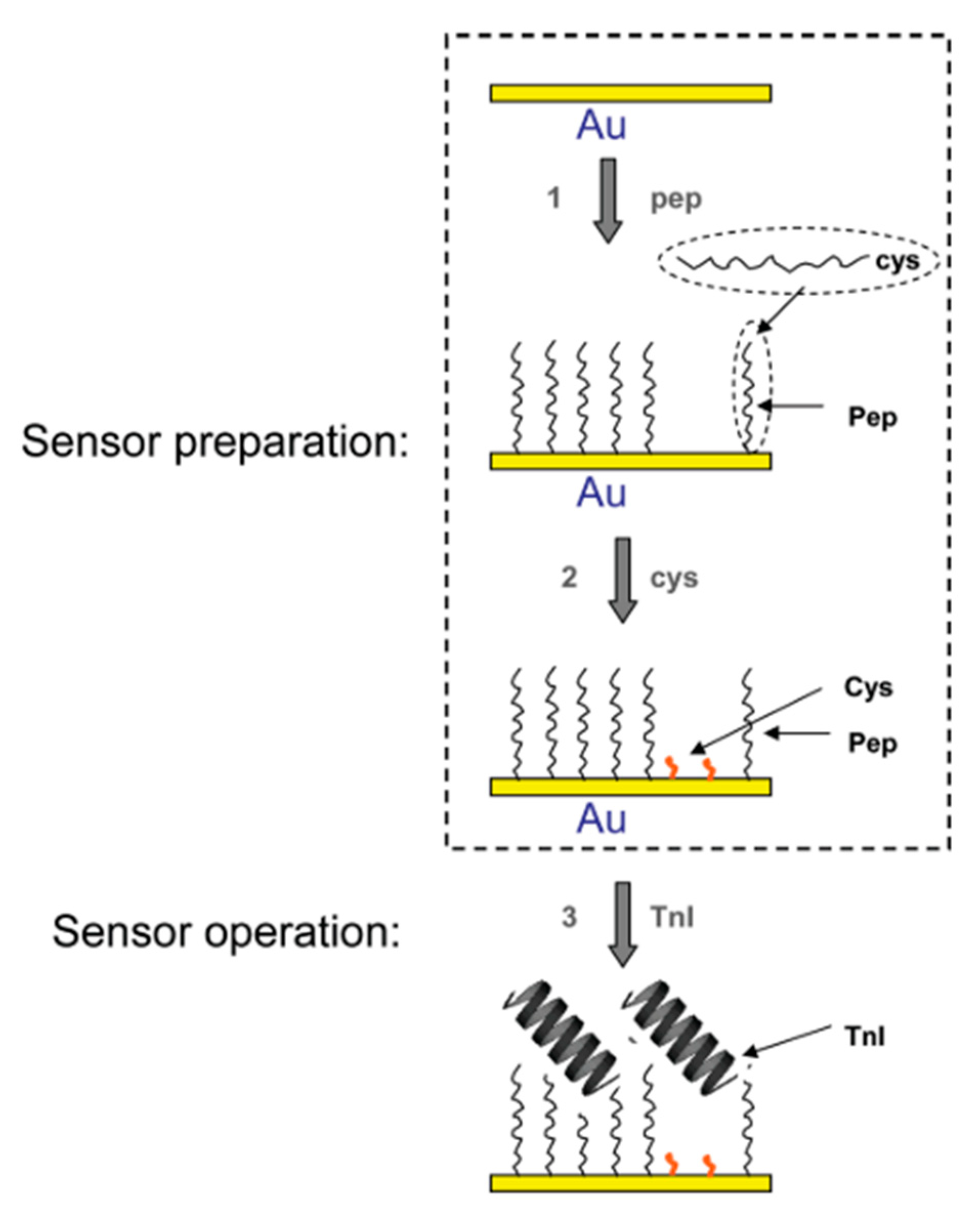 Chemosensors 08 00061 g005 Chemosensors 08 00061 g005