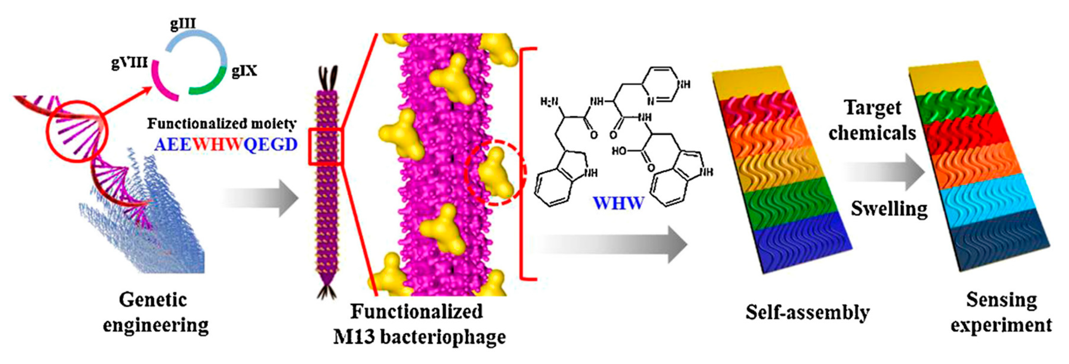 Chemosensors 08 00061 g009 Chemosensors 08 00061 g009