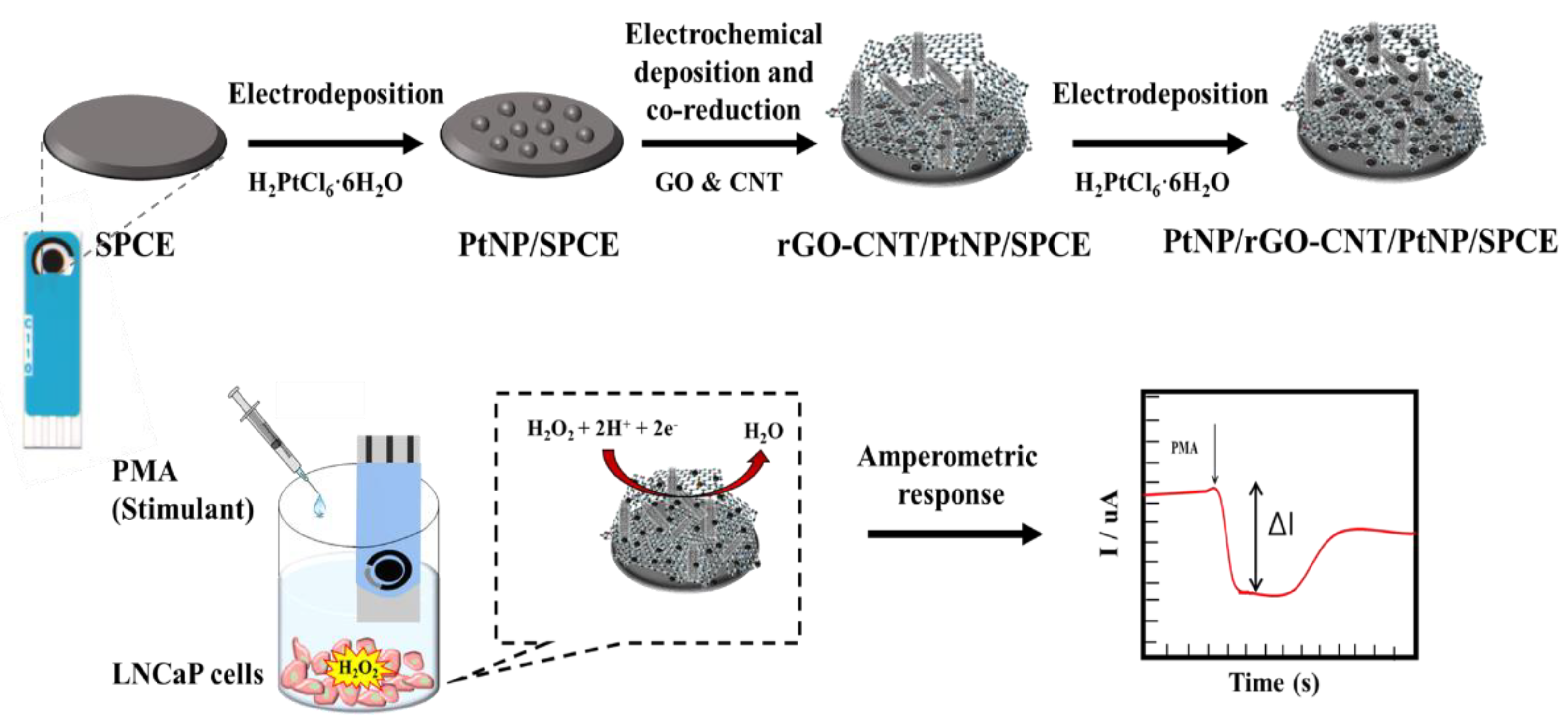 Chemosensors Free FullText Electrochemical Detection of H2O2