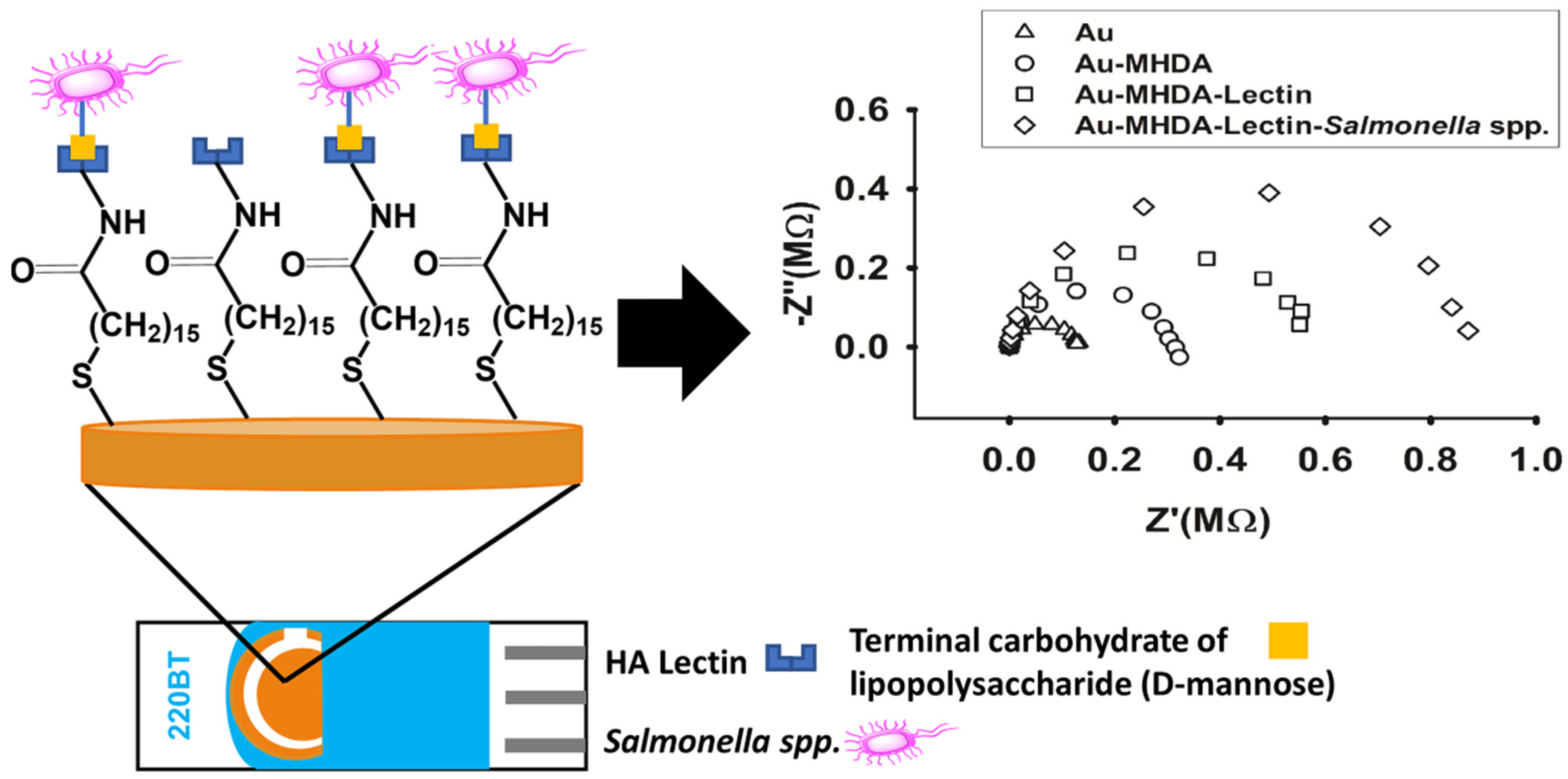 Chemosensors Free Full Text Impedimetric Biosensor Based On A Hechtia Argentea Lectin For The Detection Of Salmonella Spp