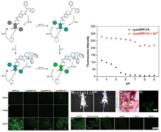 Diketopyrrolopyrrole Fluorescent Probes, Photophysical and