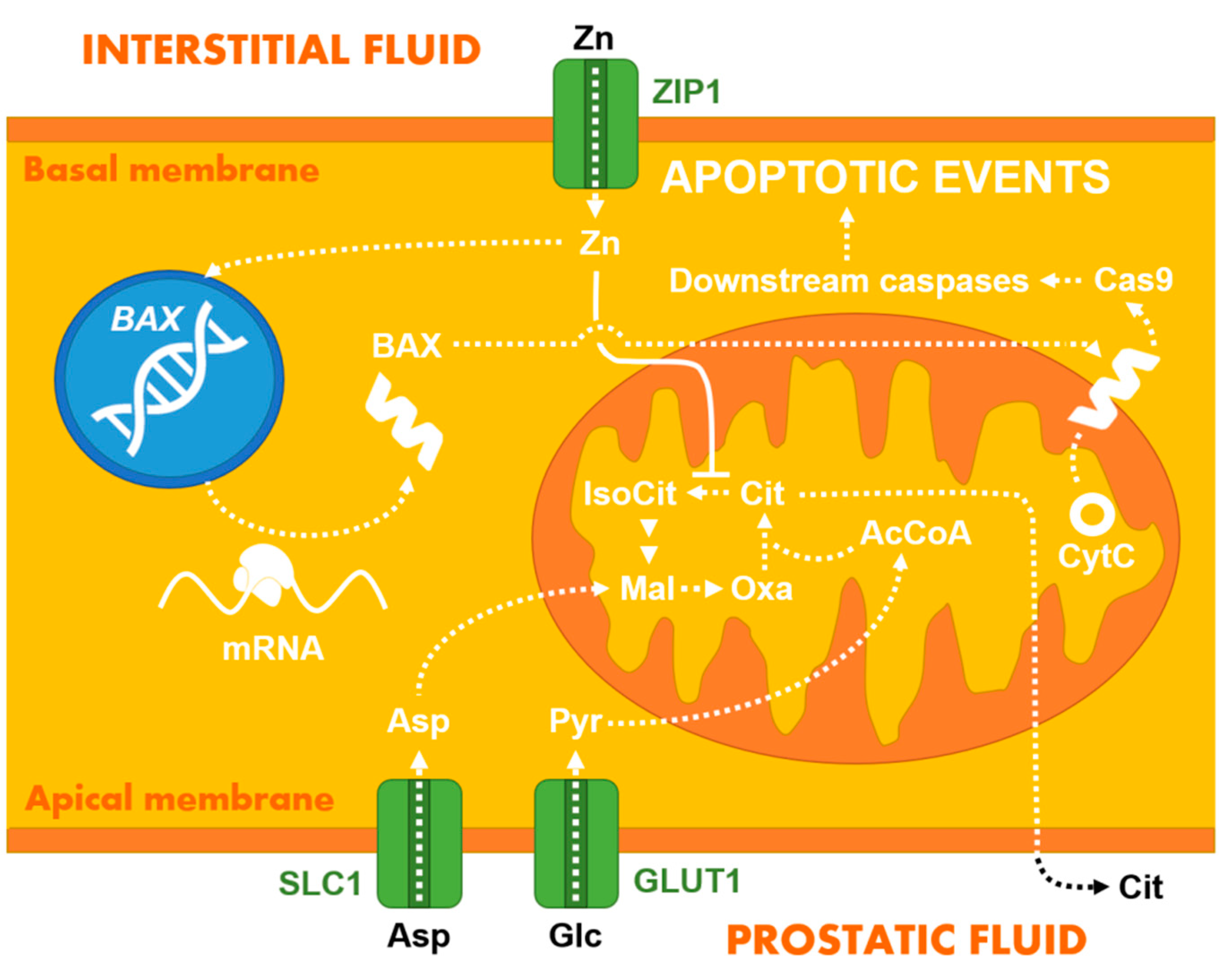 Chemosensors 09 00205 g003 Chemosensors 09 00205 g003