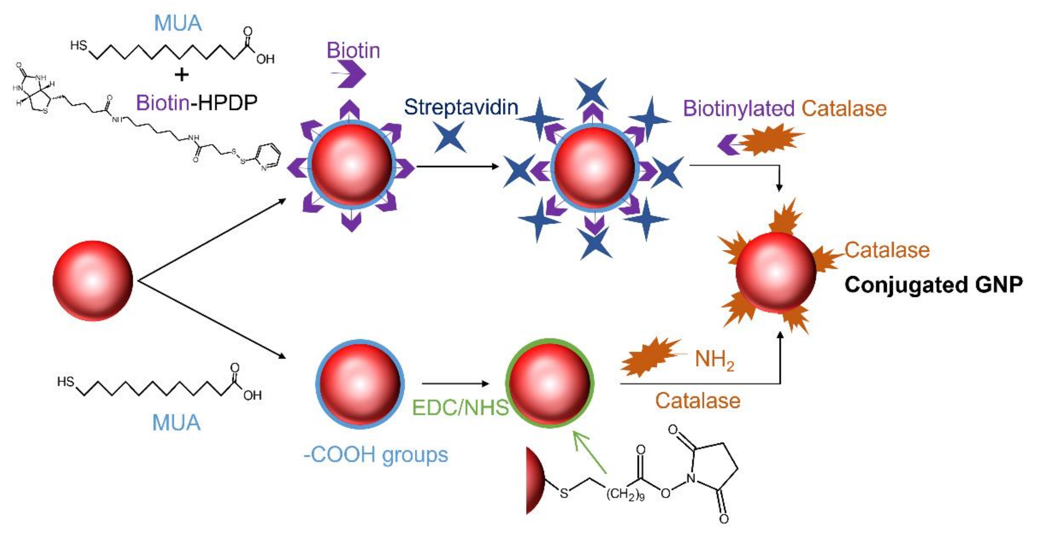 Chemosensors 09 00281 g005 550