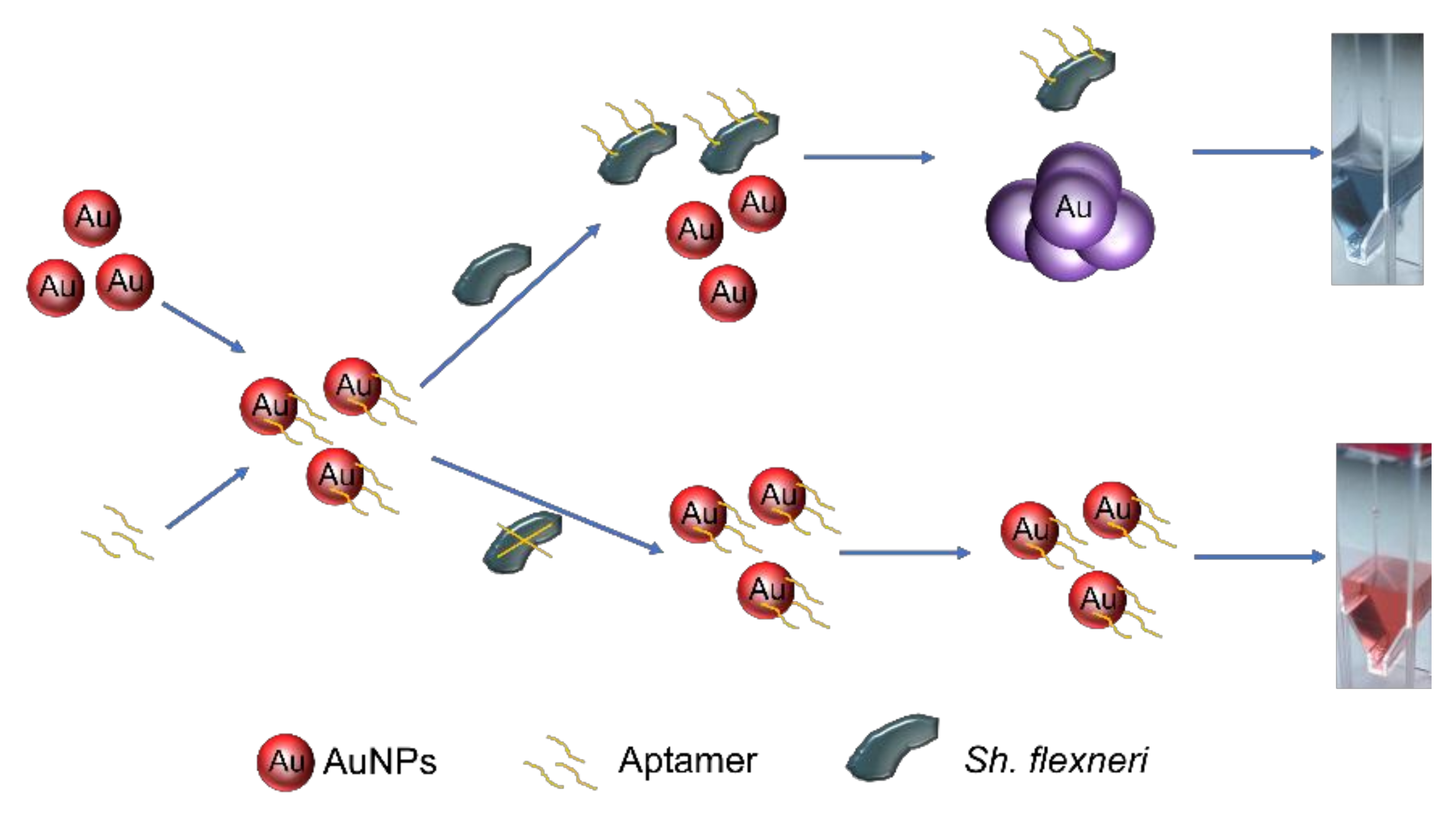 Chemosensors 09 00281 g013 550