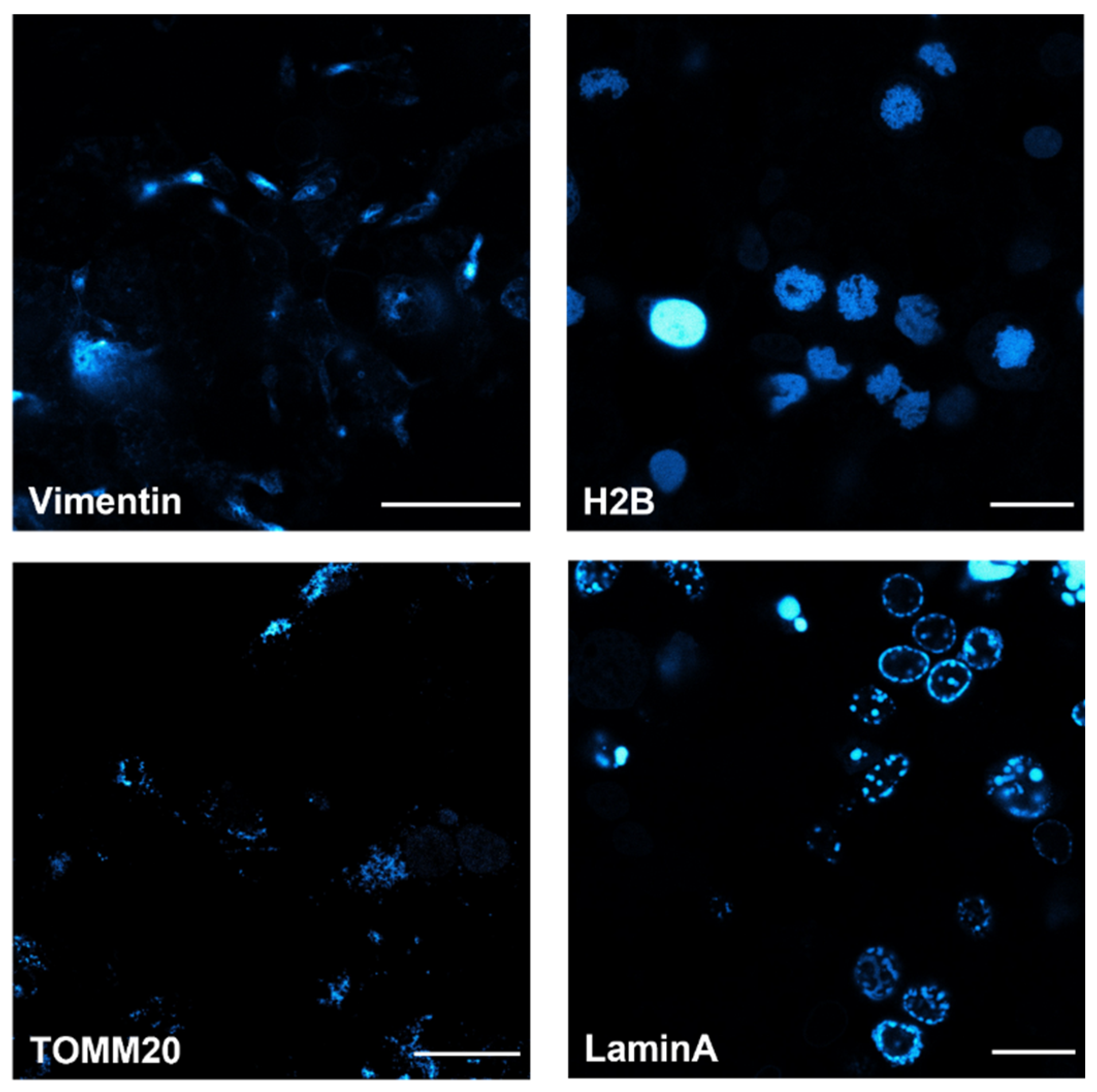 Chemosensors 10 00037 g006