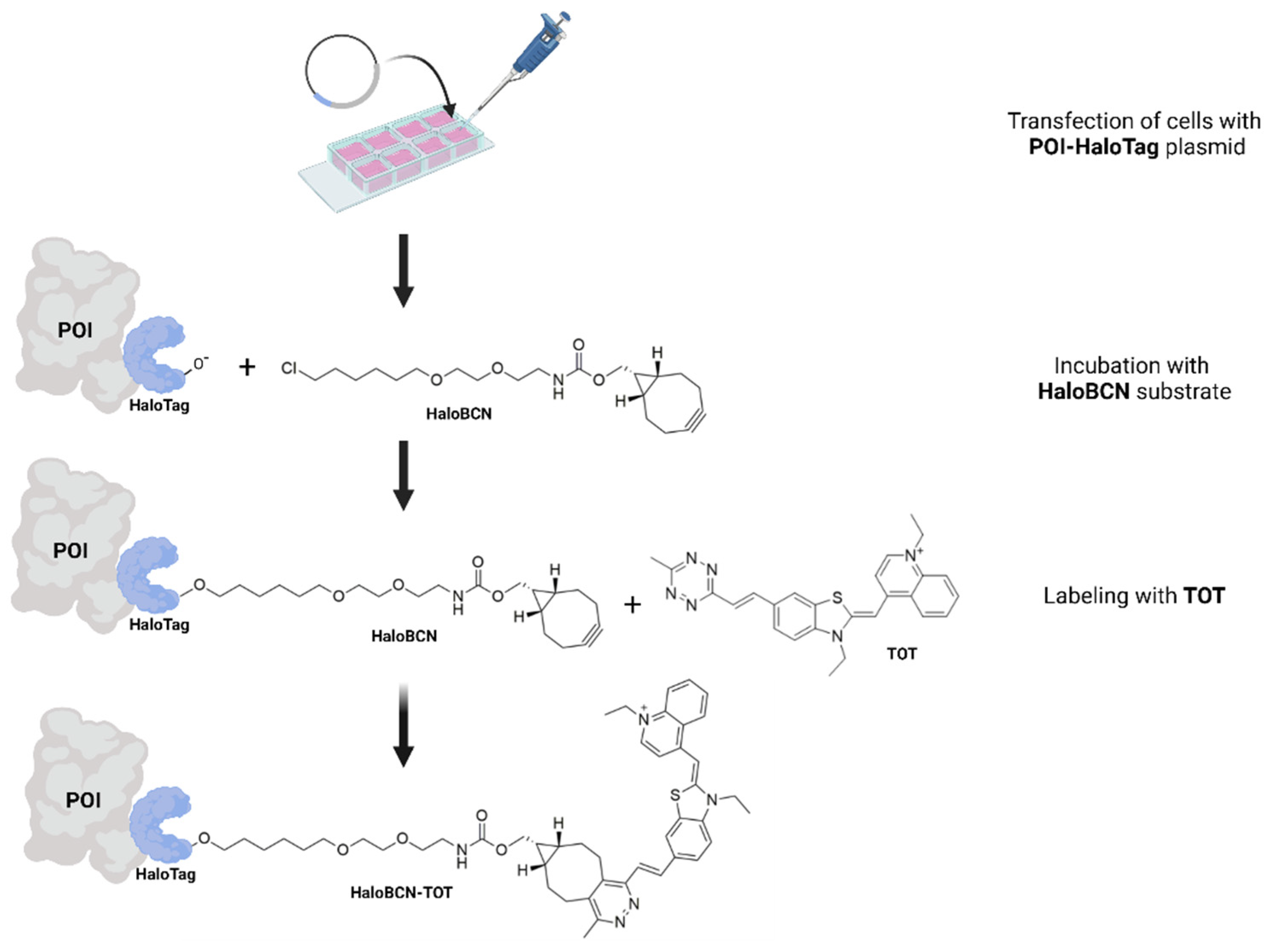 Chemosensors 10 00037 sch002