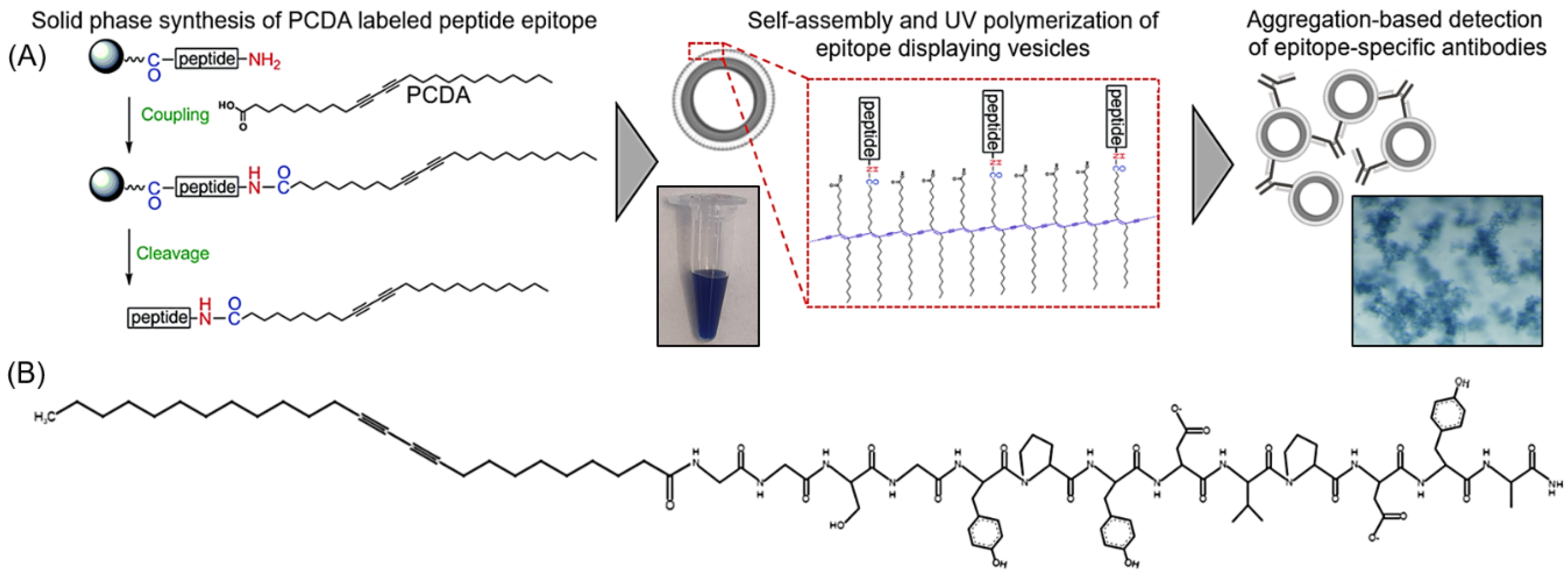 Chemosensors 10 00062 g001 550