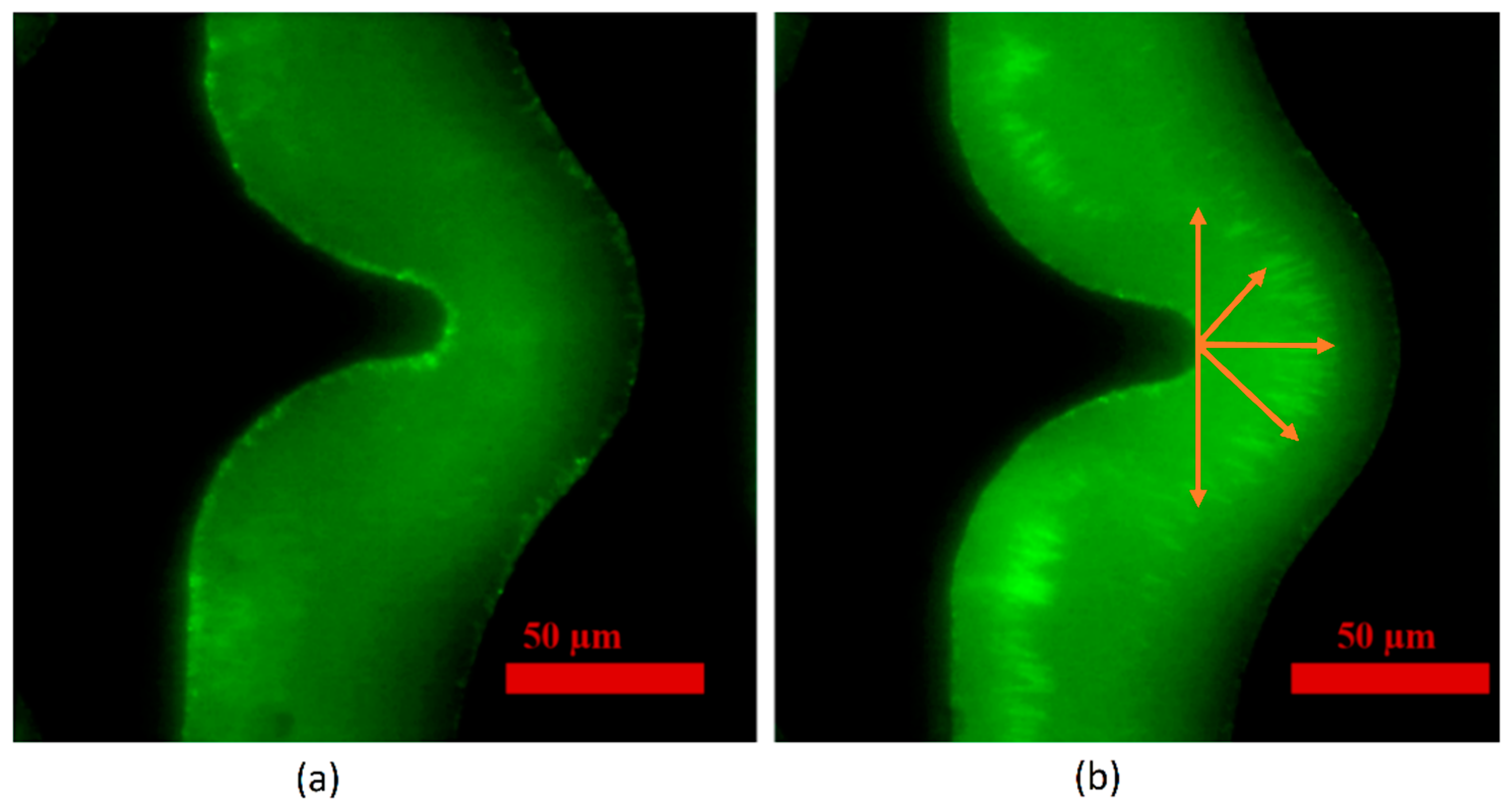 Chemosensors 10 00104 g003 550