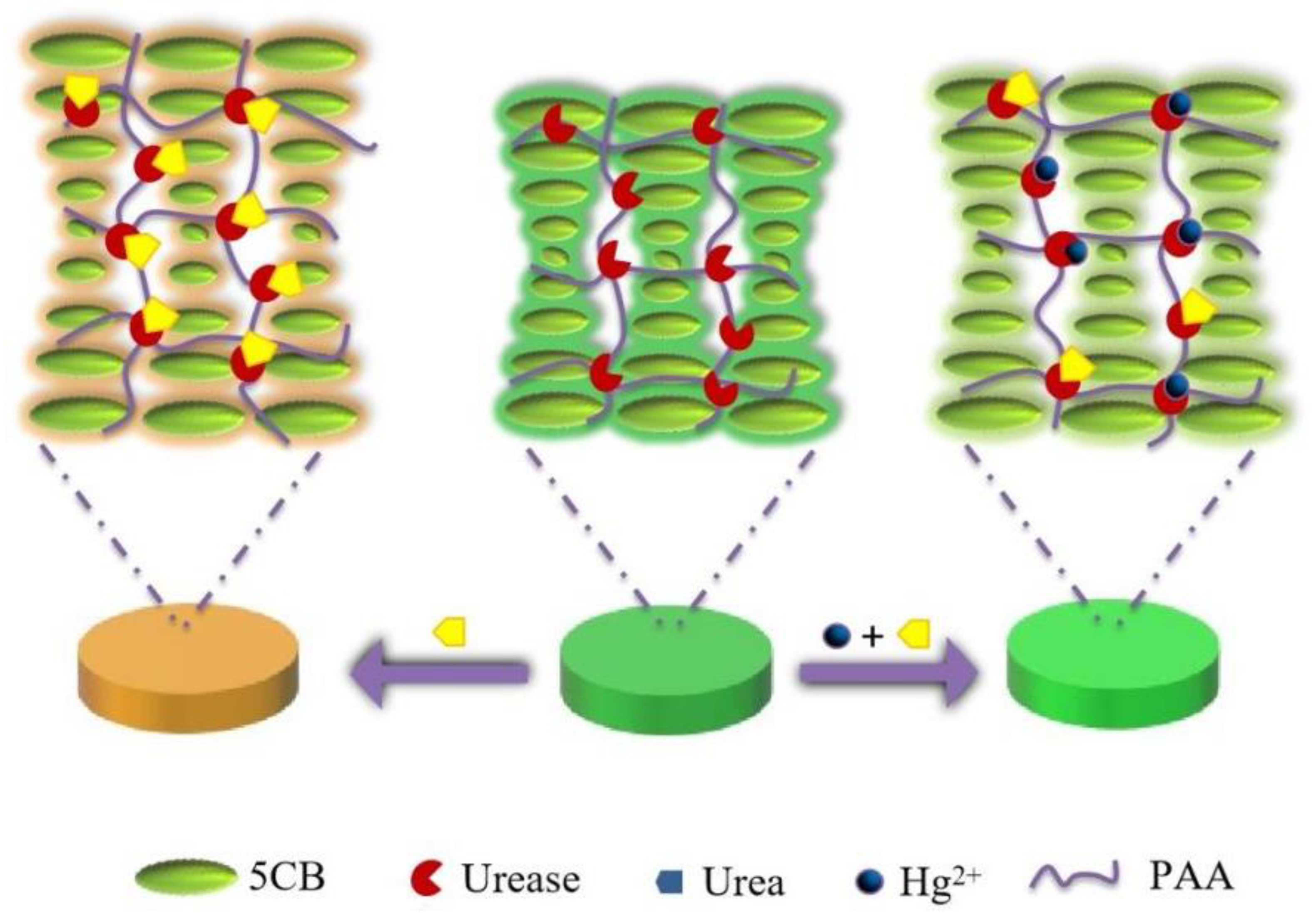 Chemosensors 10 00140 g001 550