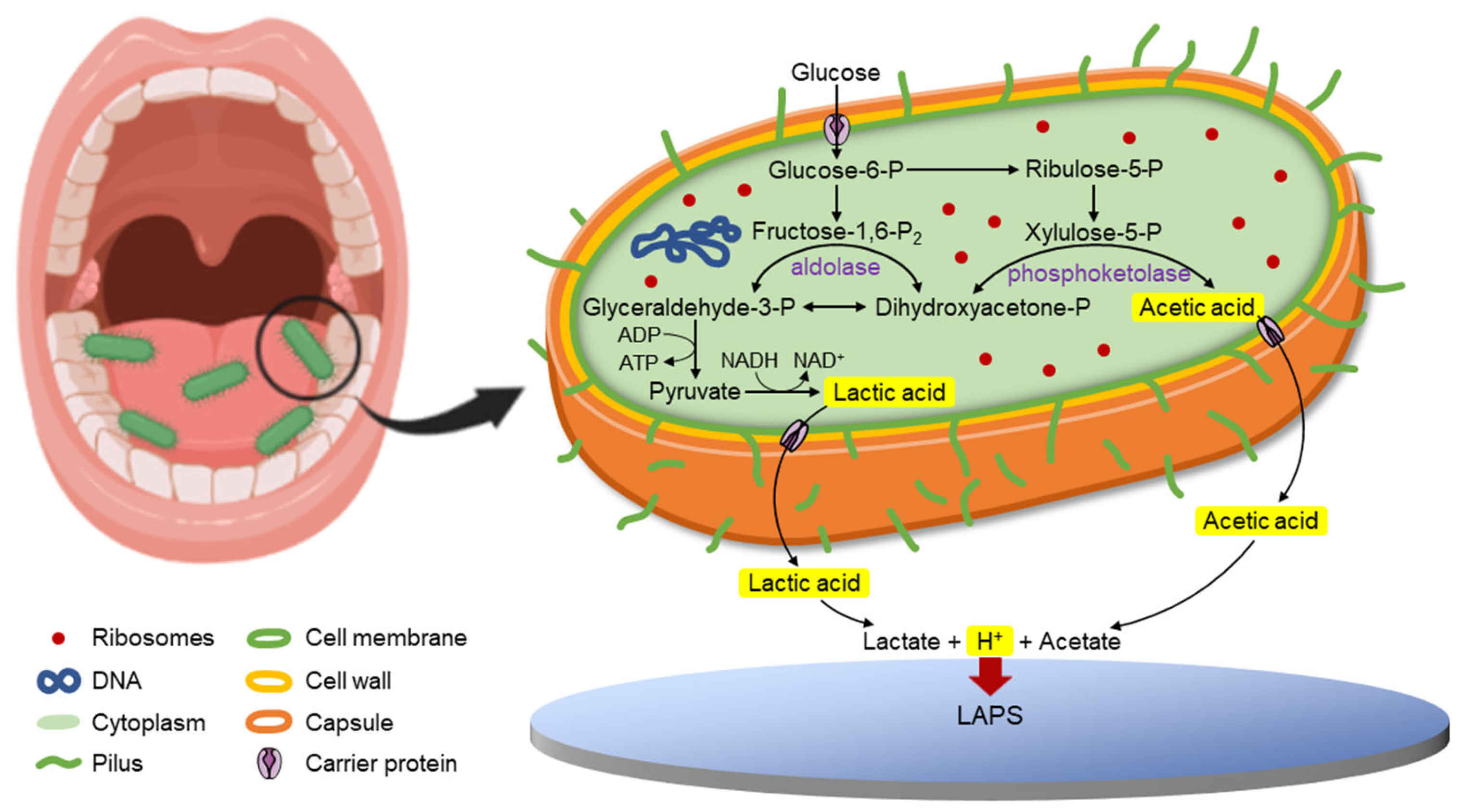 Chemosensors 10 00177 g001 550