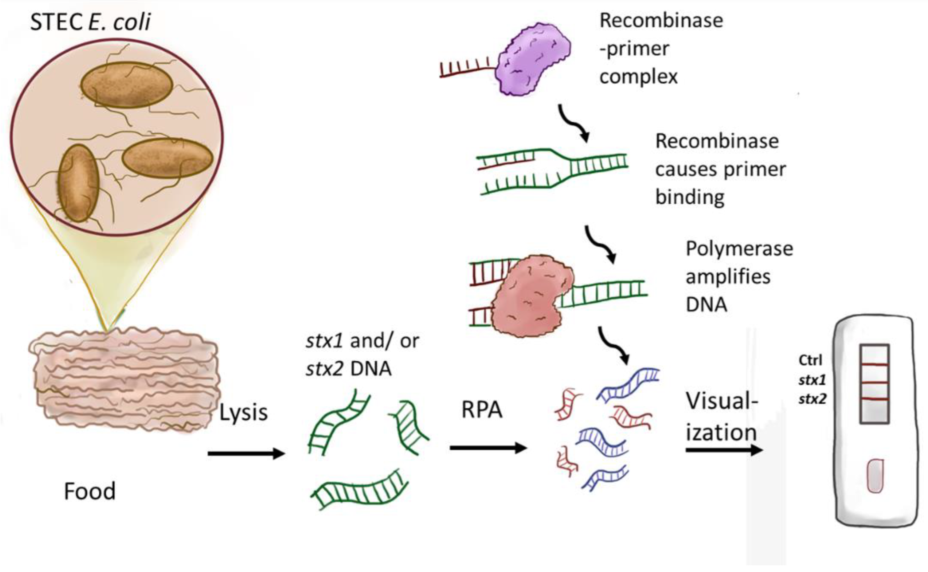 Chemosensors 10 00210 g001