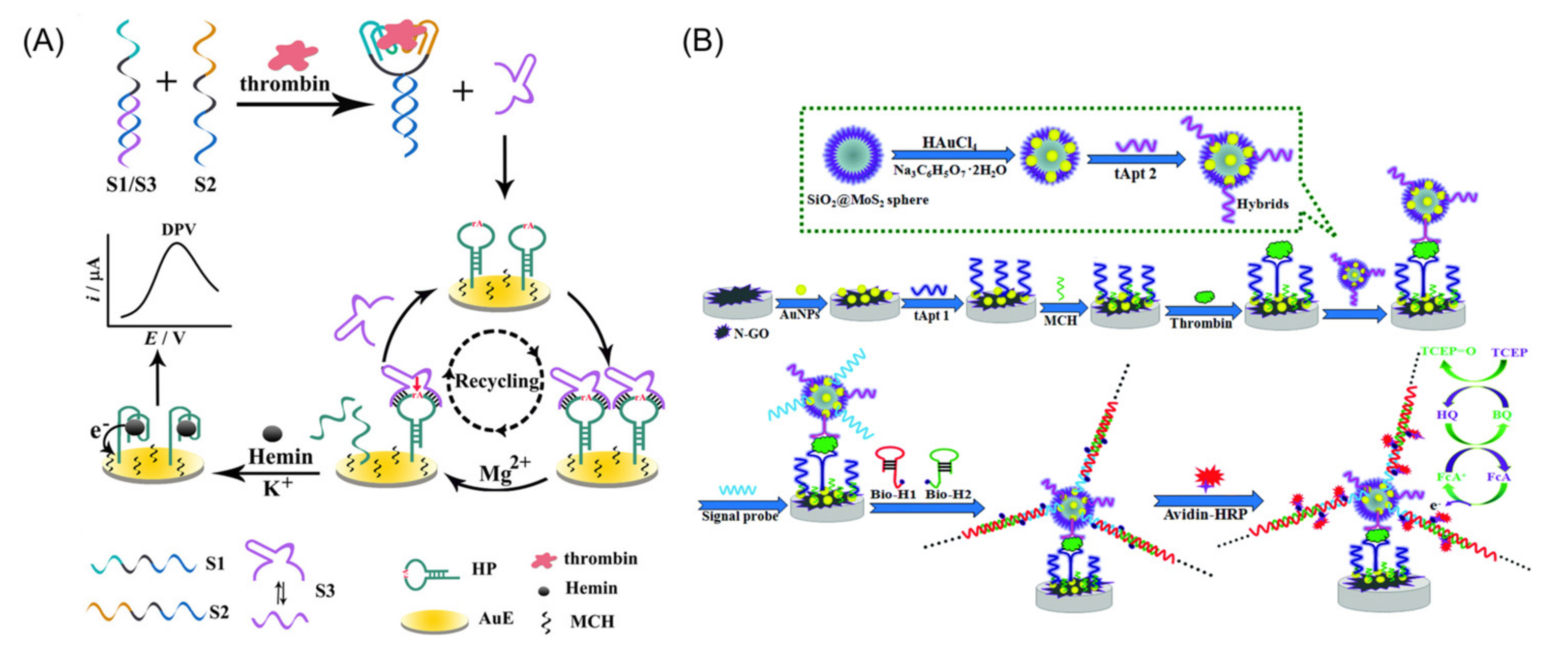 Chemosensors 10 00255 g008 550