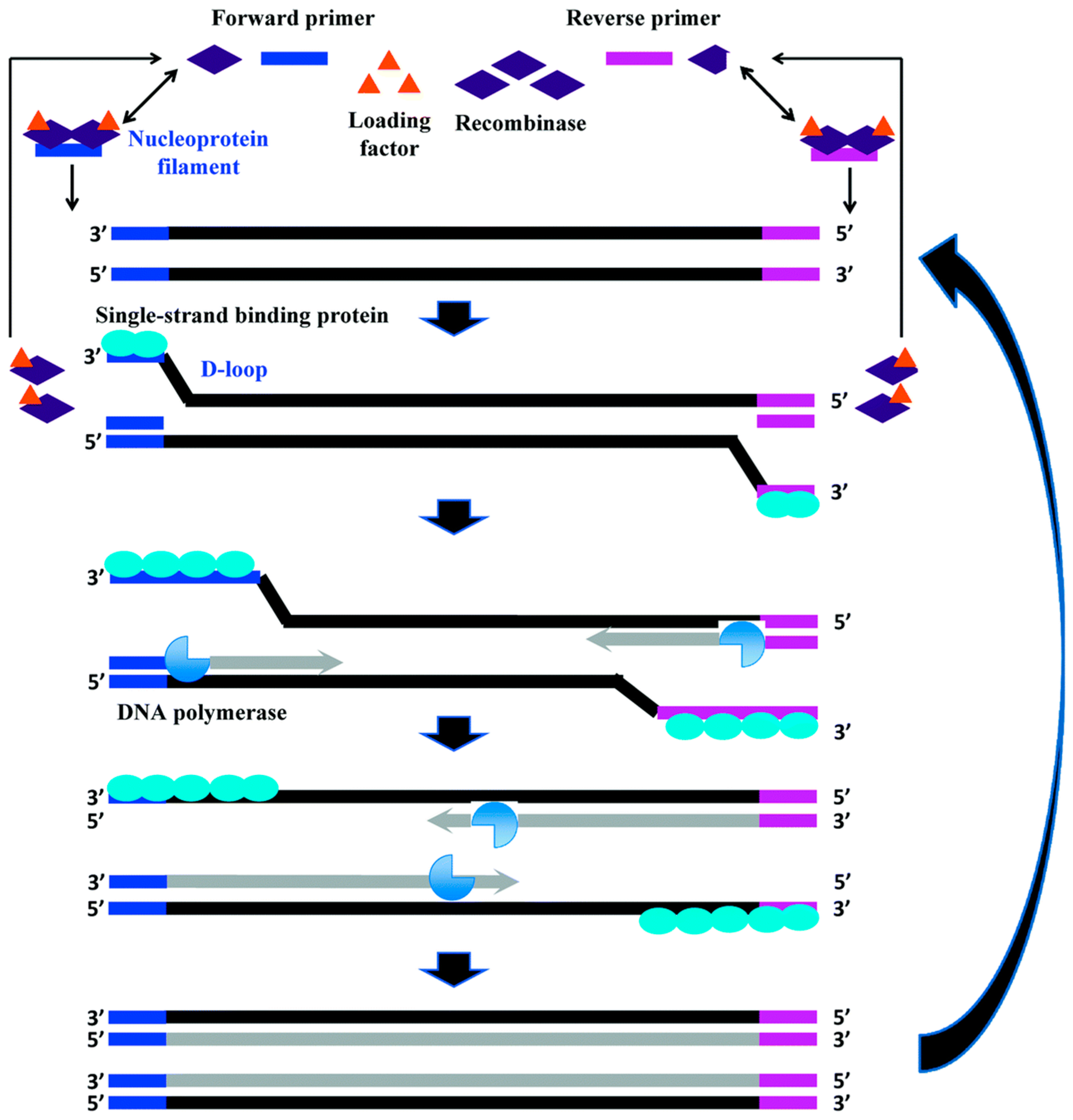 Chemosensors 10 00278 g002