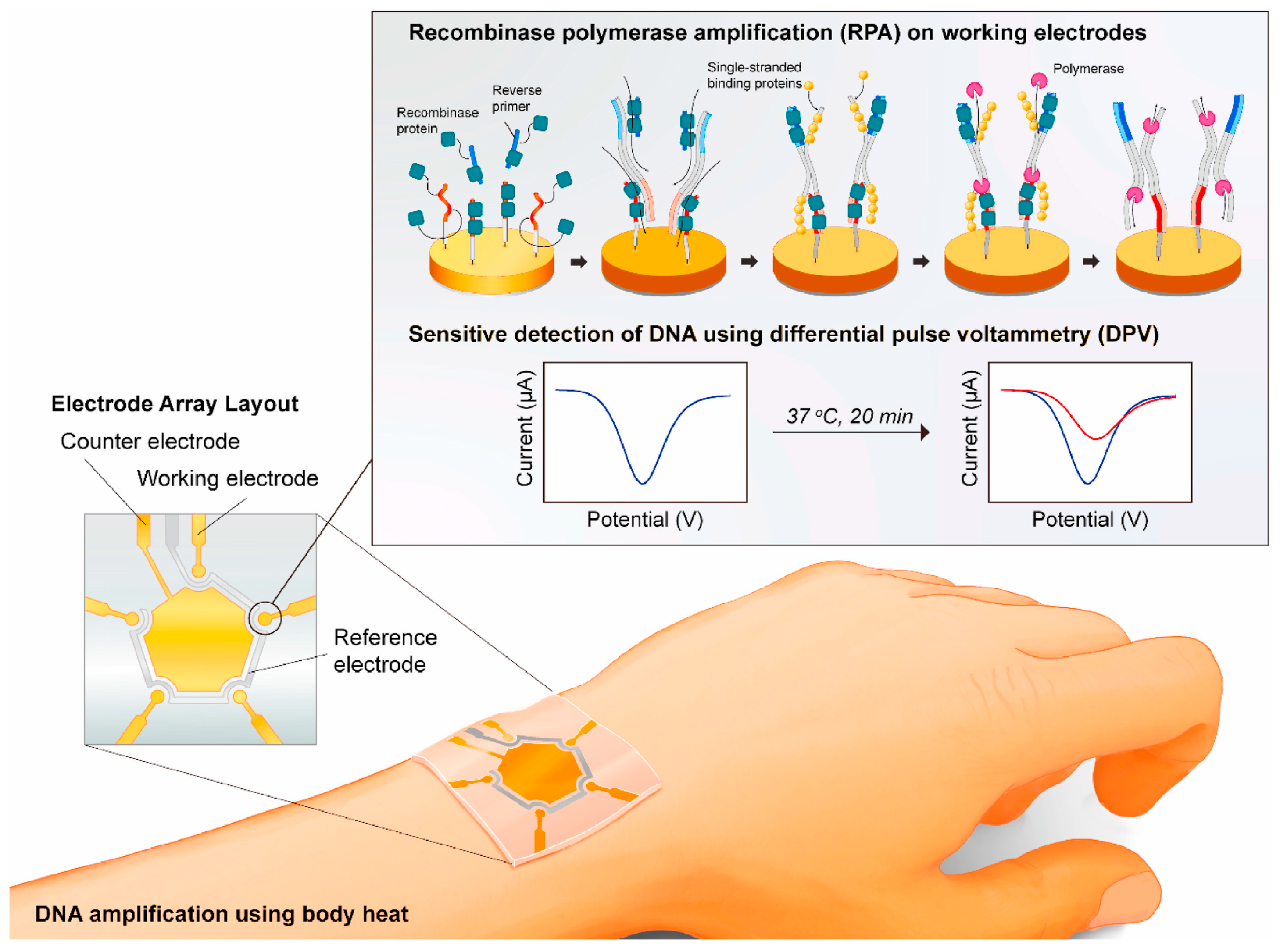 Chemosensors 10 00278 g004