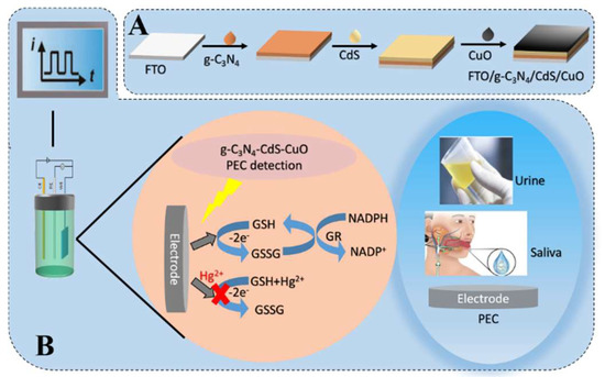 Self-Powered Photoelectrochemical Assay for Hg2+ Detection Self-Powered Photoelectrochemical Assay for Hg2+ Detection