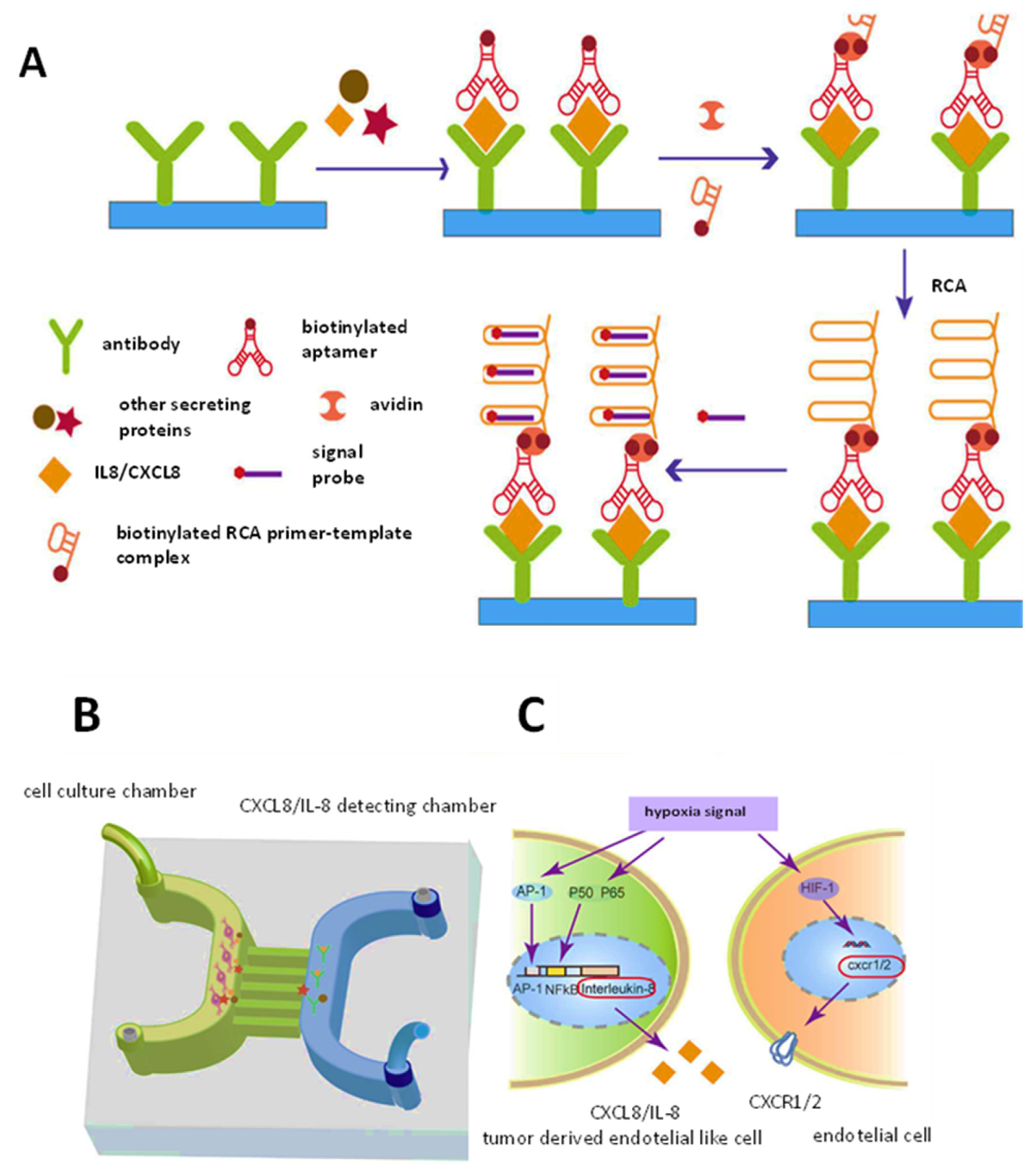 Chemosensors 10 00294 g007