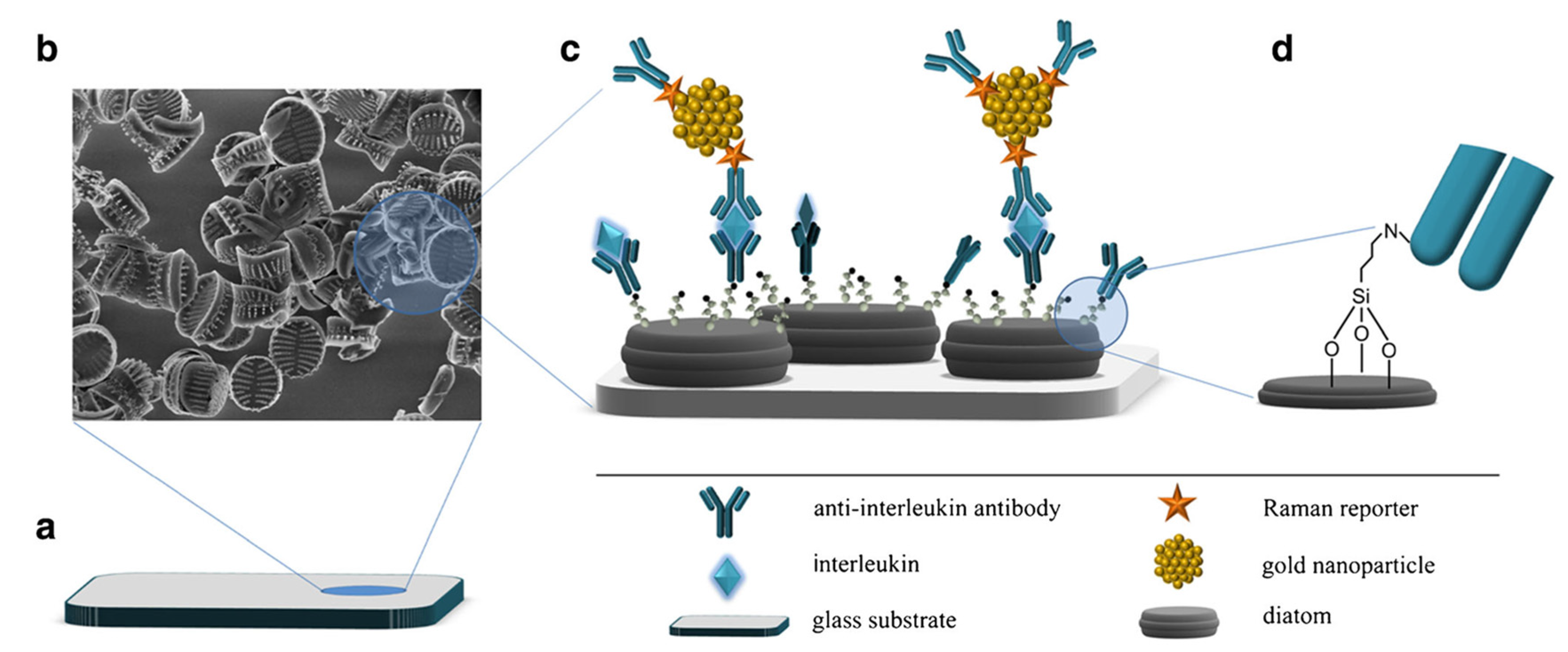 Chemosensors 10 00294 g008