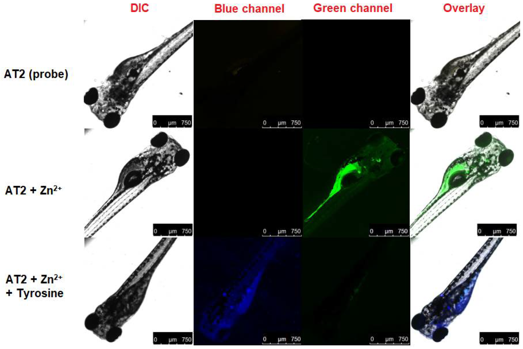 Chemosensors 10 00381 g011