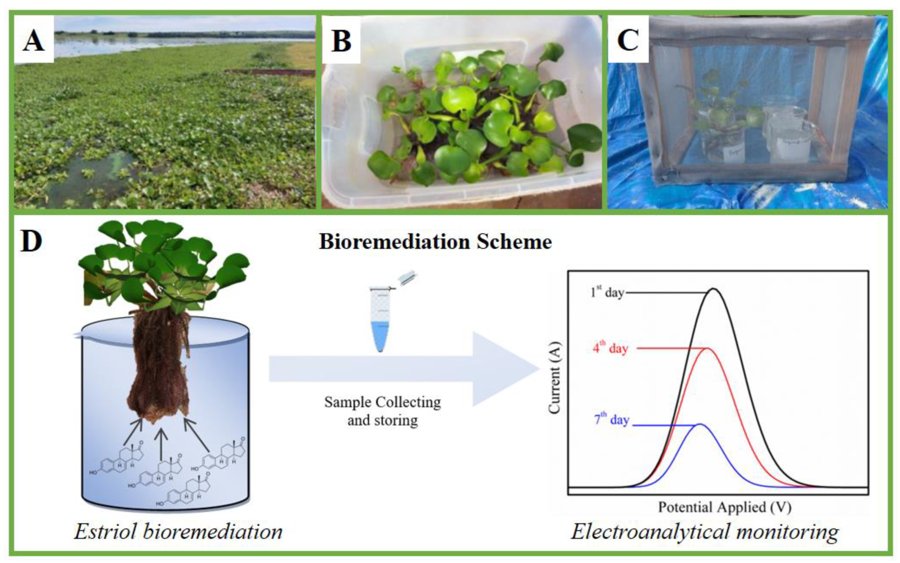 Chemosensors 10 00395 g001