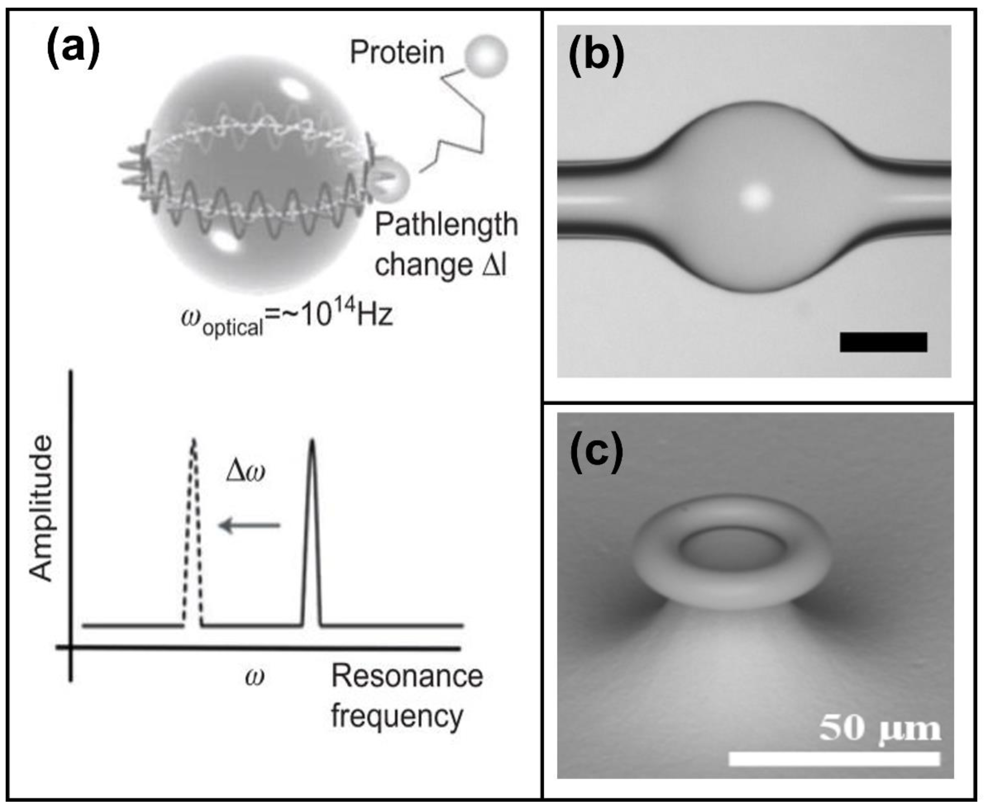 Chemosensors 10 00398 g004