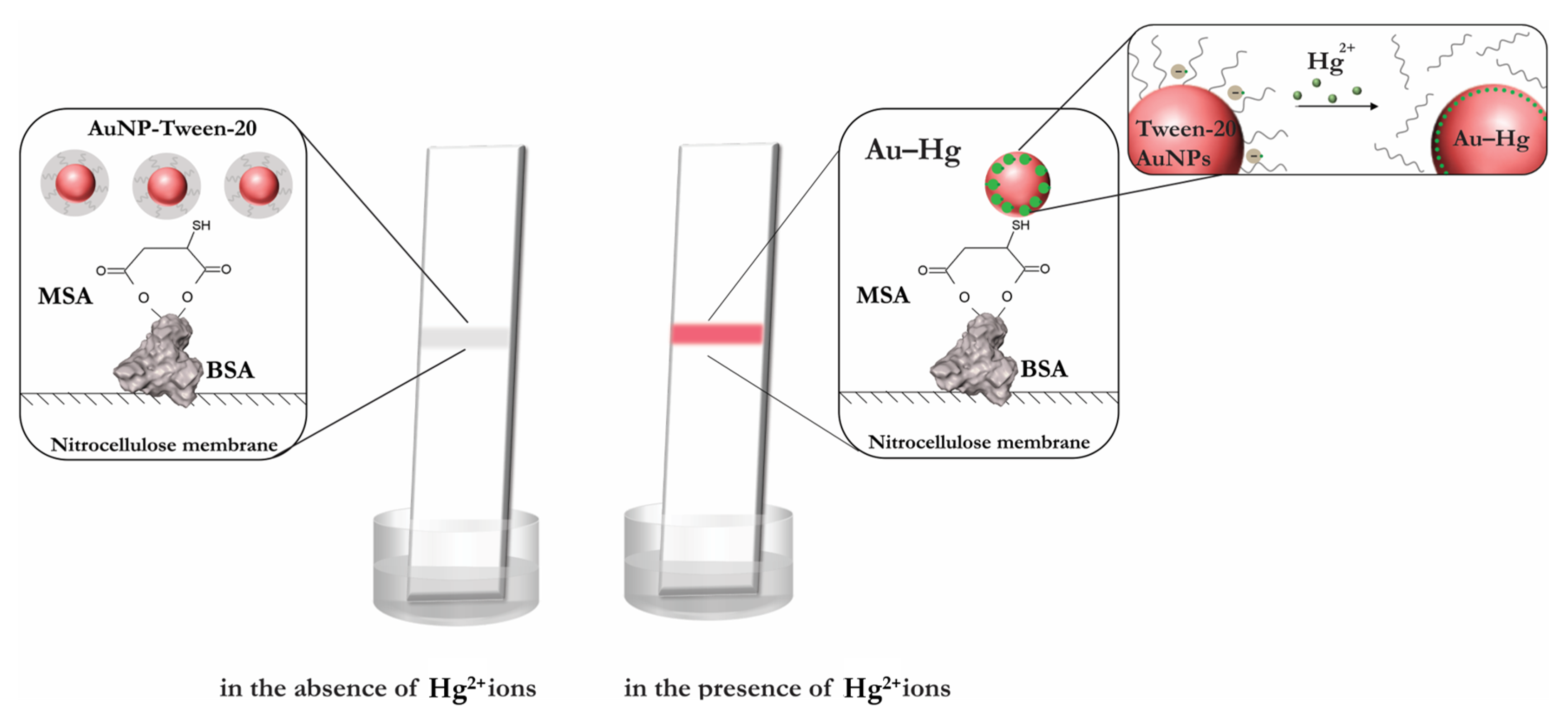 Chemosensors 10 00413 g001