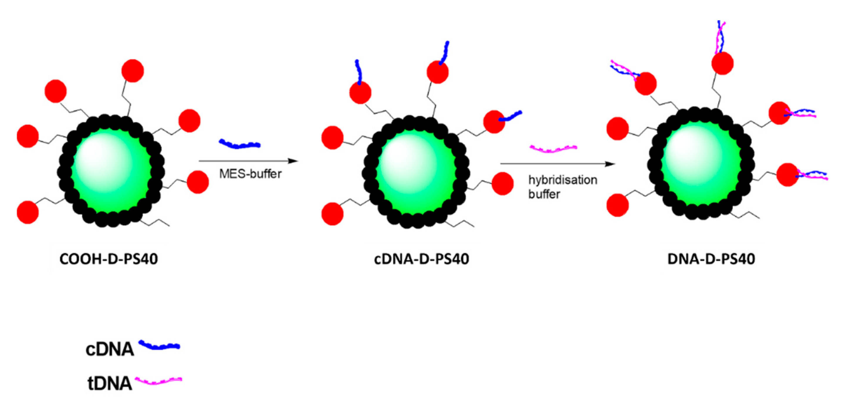 Chemosensors 11 00001 sch004
