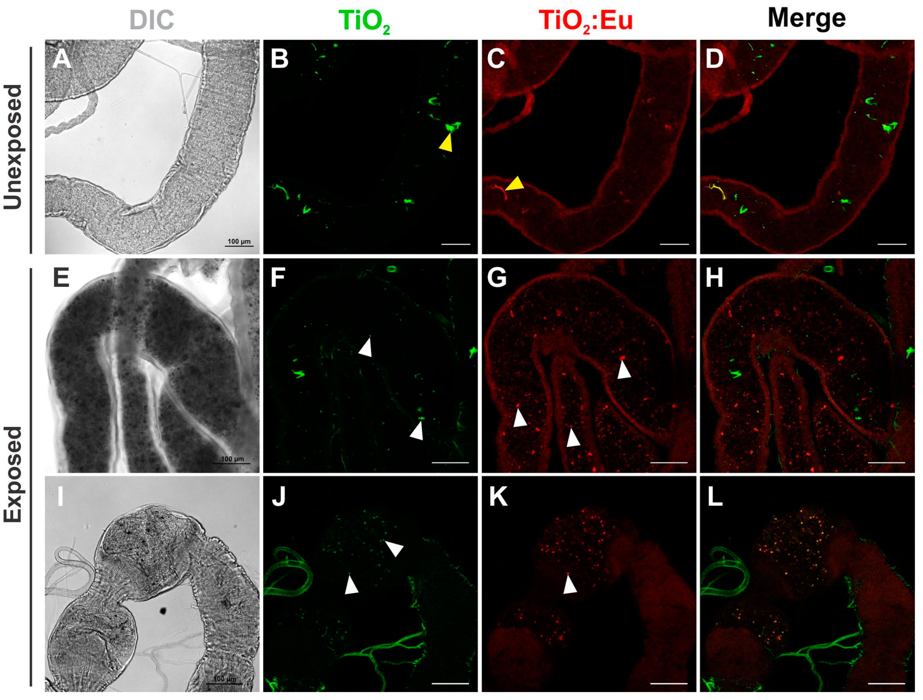 Chemosensors 11 00055 g003