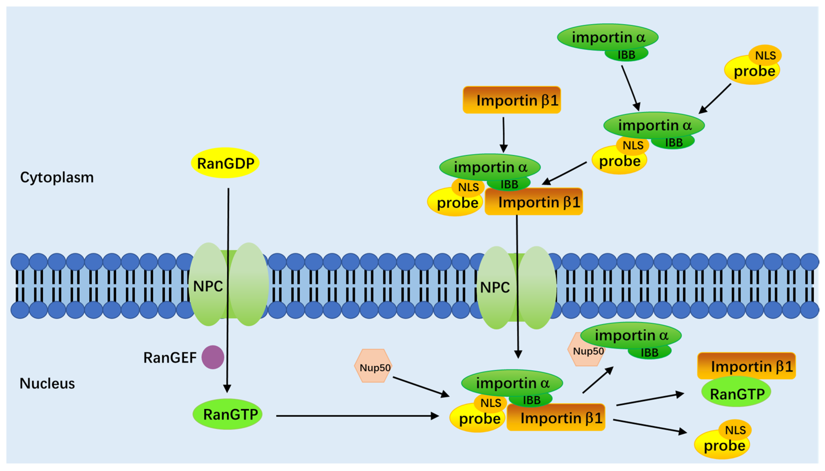 Chemosensors 11 00125 g004 Chemosensors 11 00125 g004