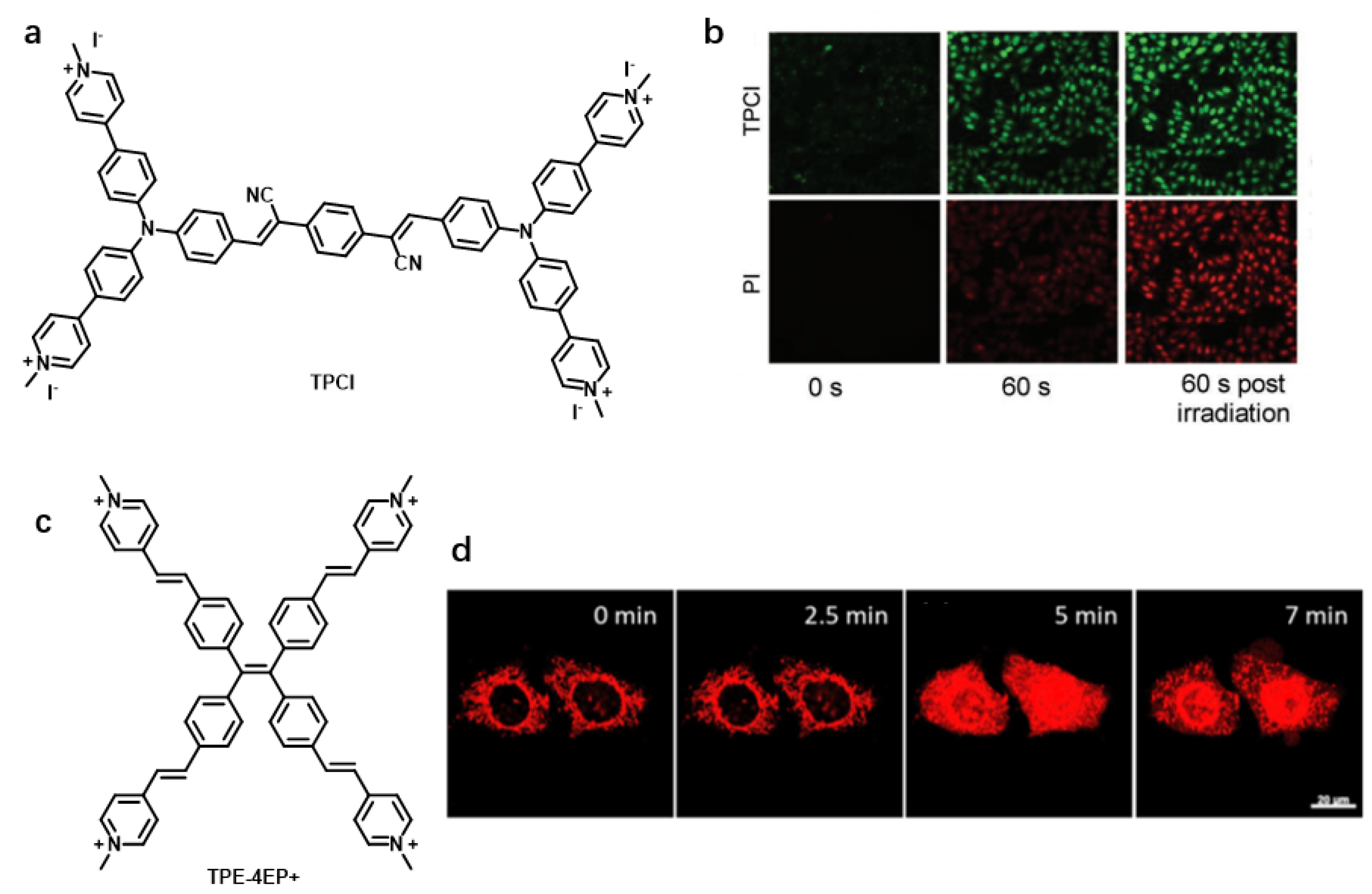 Chemosensors | Free Full-Text | Recent Advance in Nucleus-Targeted ...