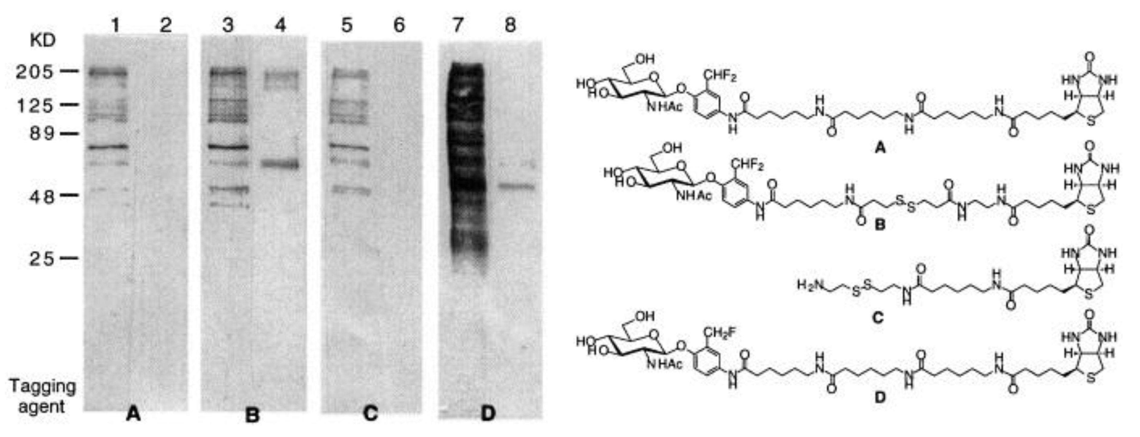 Chemosensors 11 00155 g007