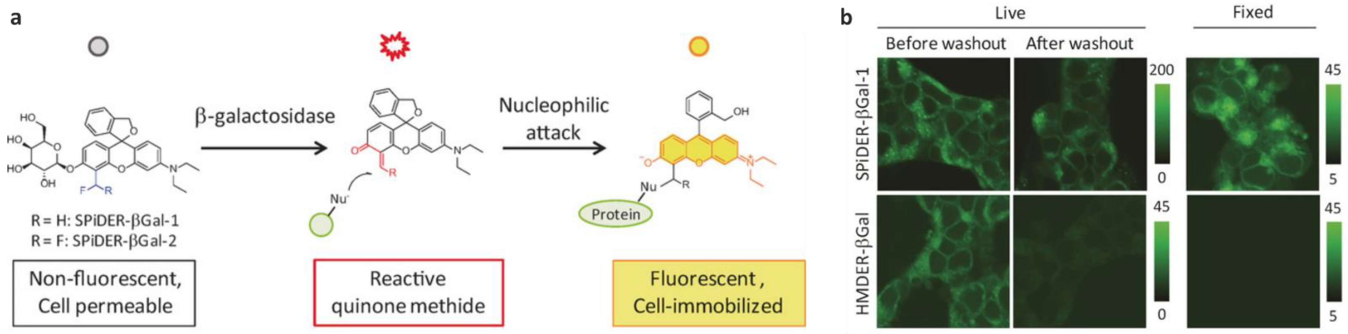 Chemosensors 11 00155 g010
