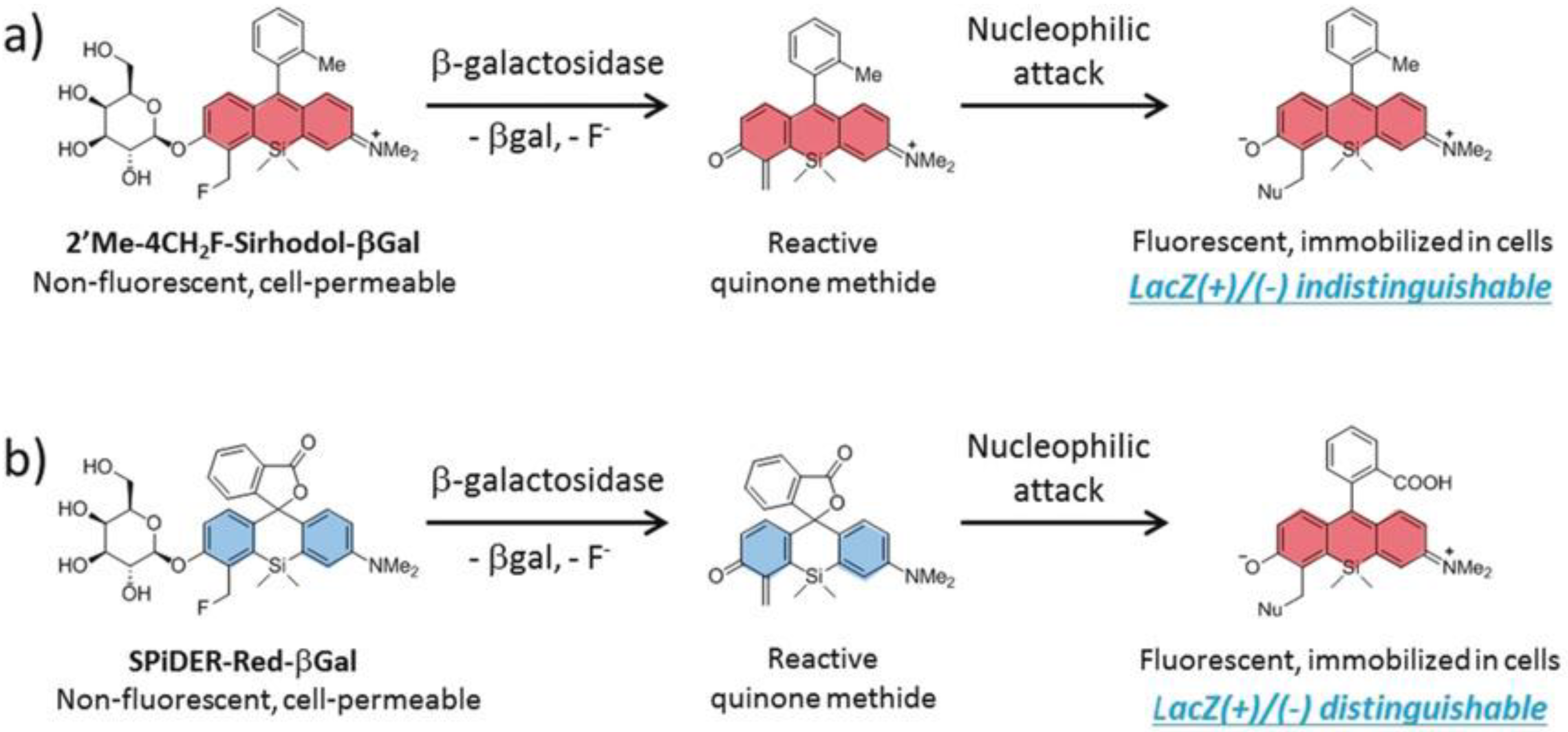 Chemosensors 11 00155 g011