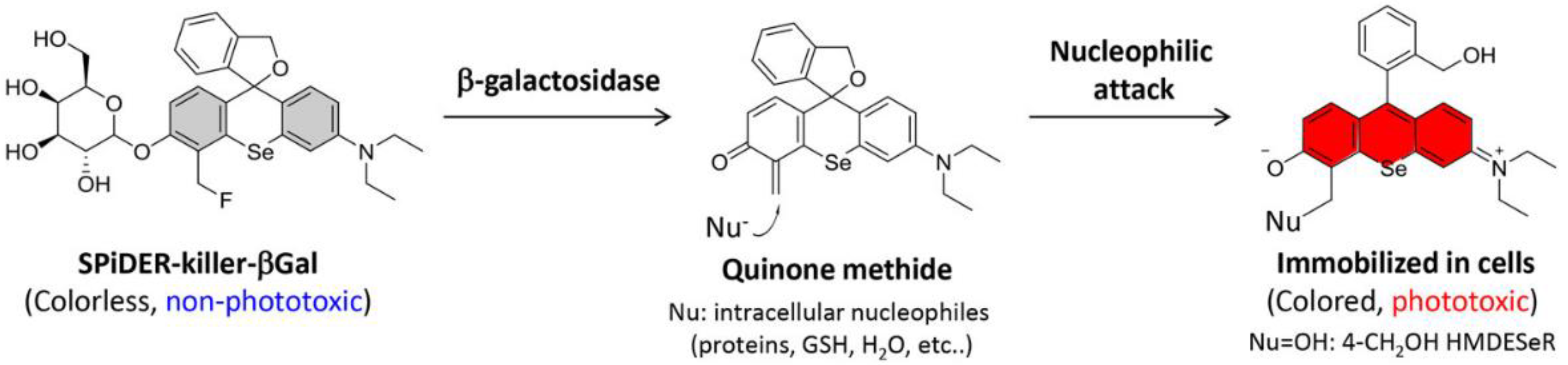 Chemosensors 11 00155 g012