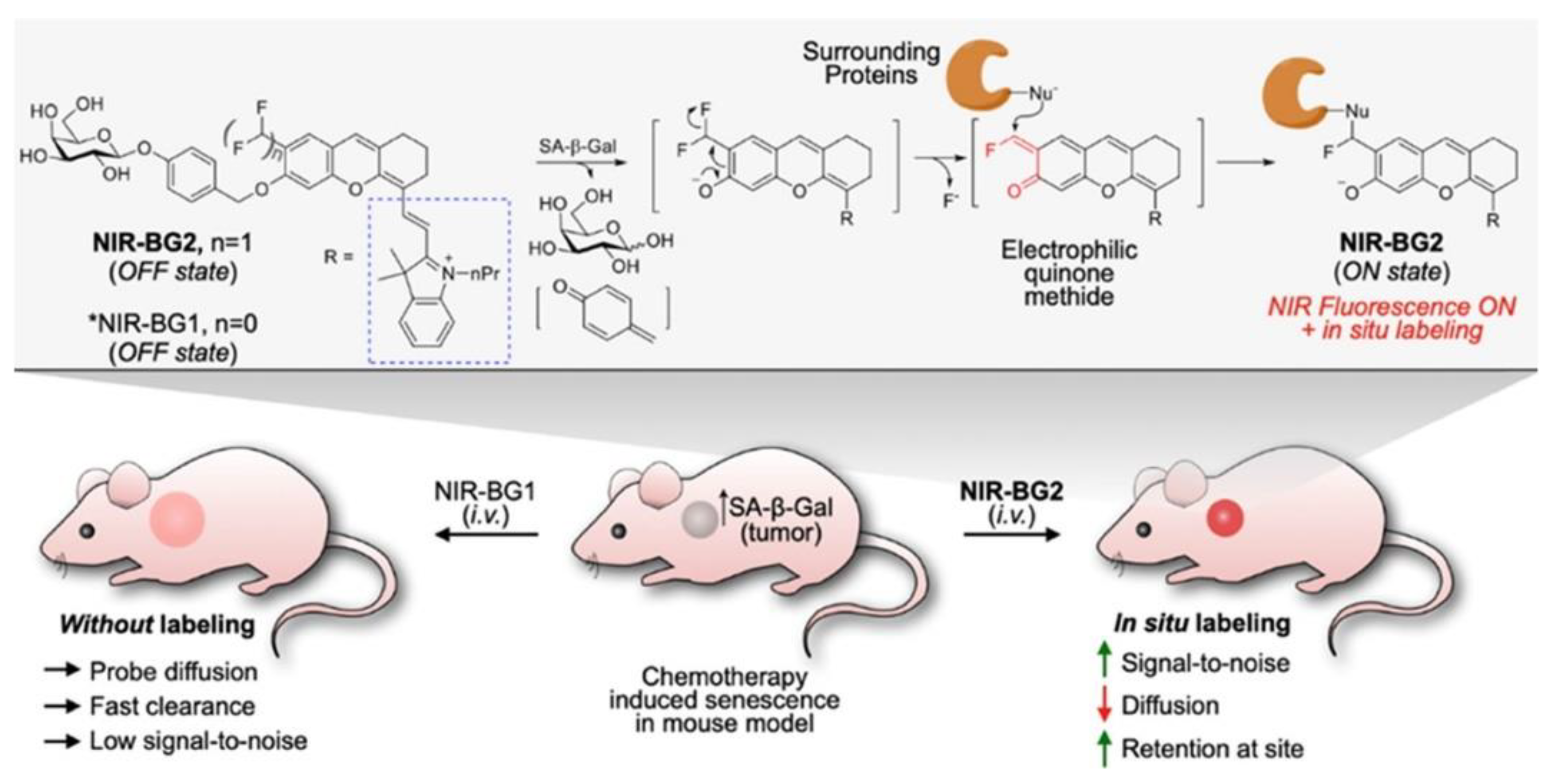 Chemosensors 11 00155 g014