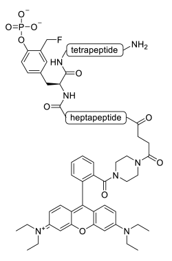 Chemosensors 11 00155 i001
