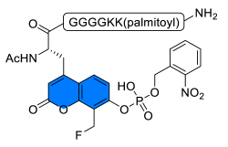 Chemosensors 11 00155 i015