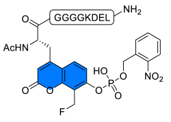 Chemosensors 11 00155 i016