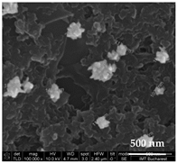 Chemosensors 11 00204 i008