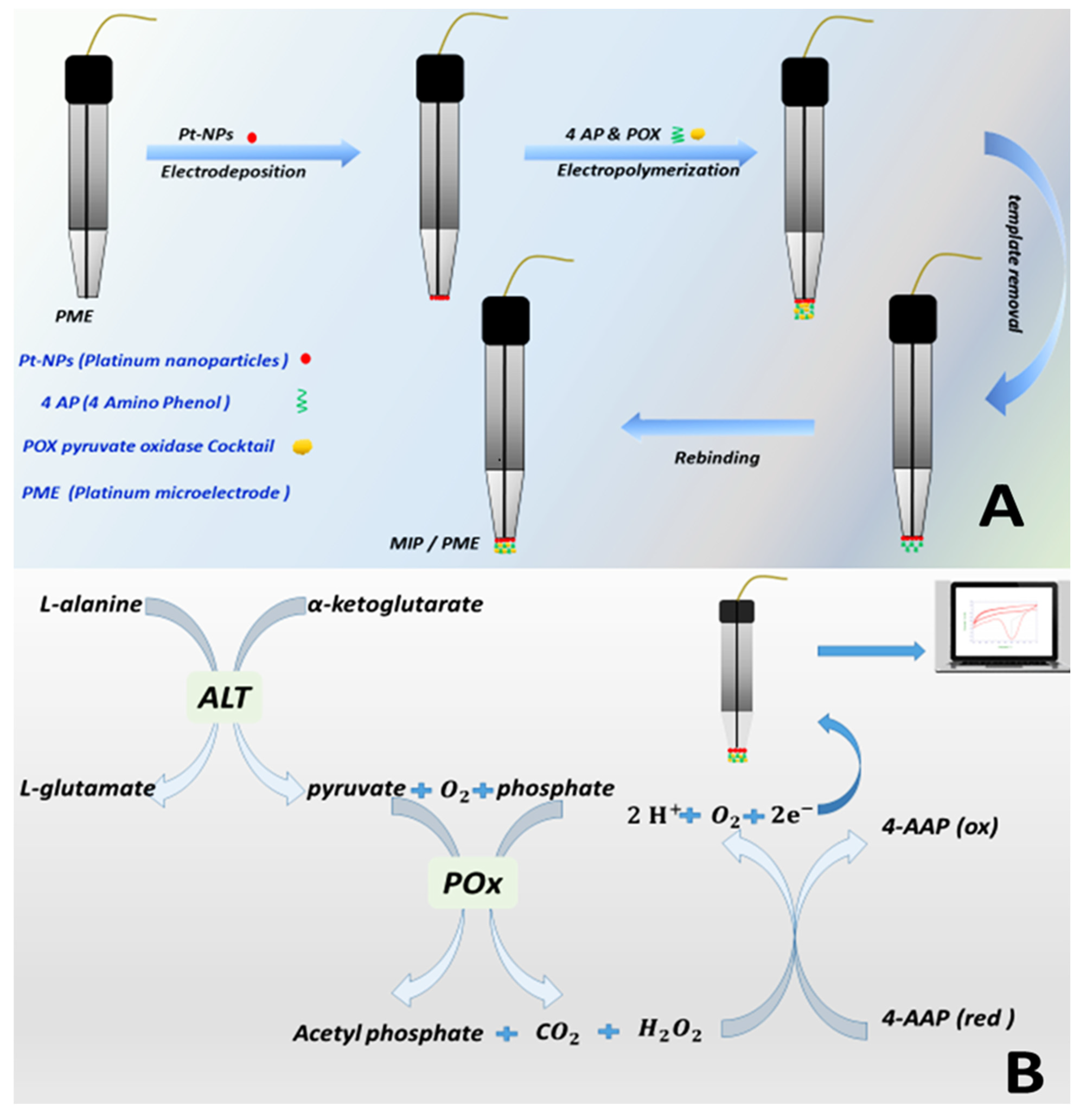 Chemosensors 11 00262 g001