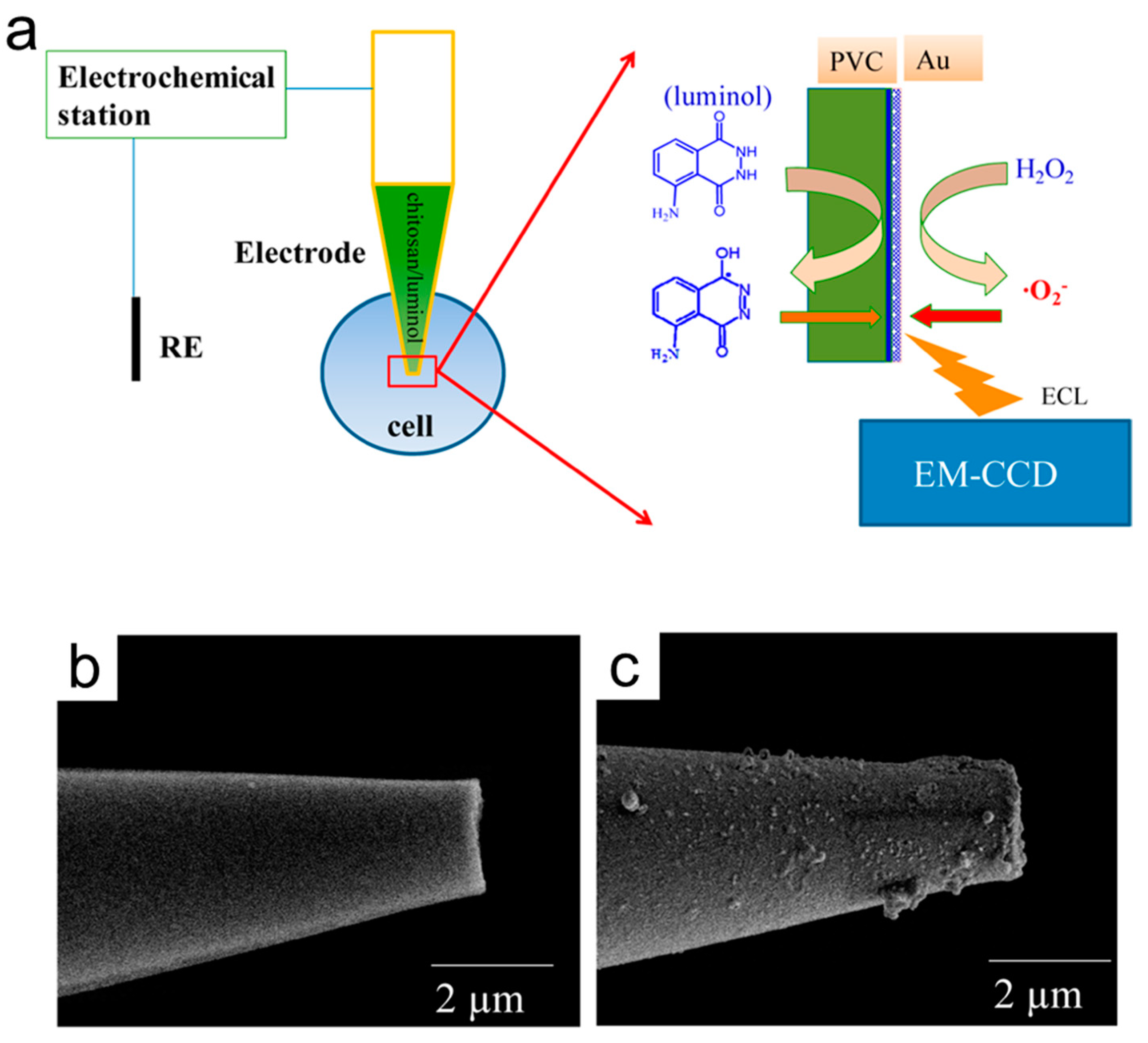 Chemosensors 11 00281 g004 Chemosensors 11 00281 g004