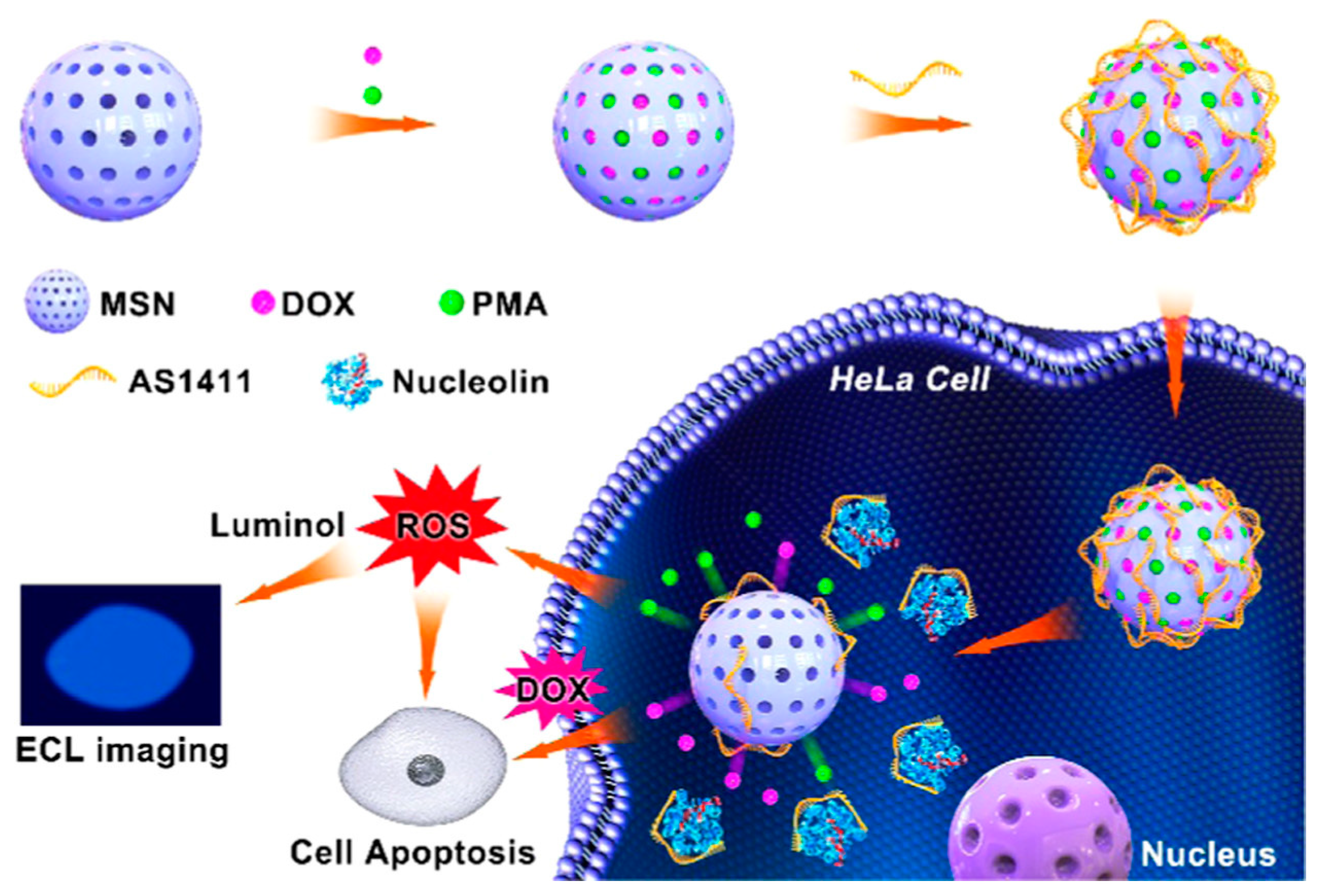 Chemosensors 11 00281 g010 Chemosensors 11 00281 g010