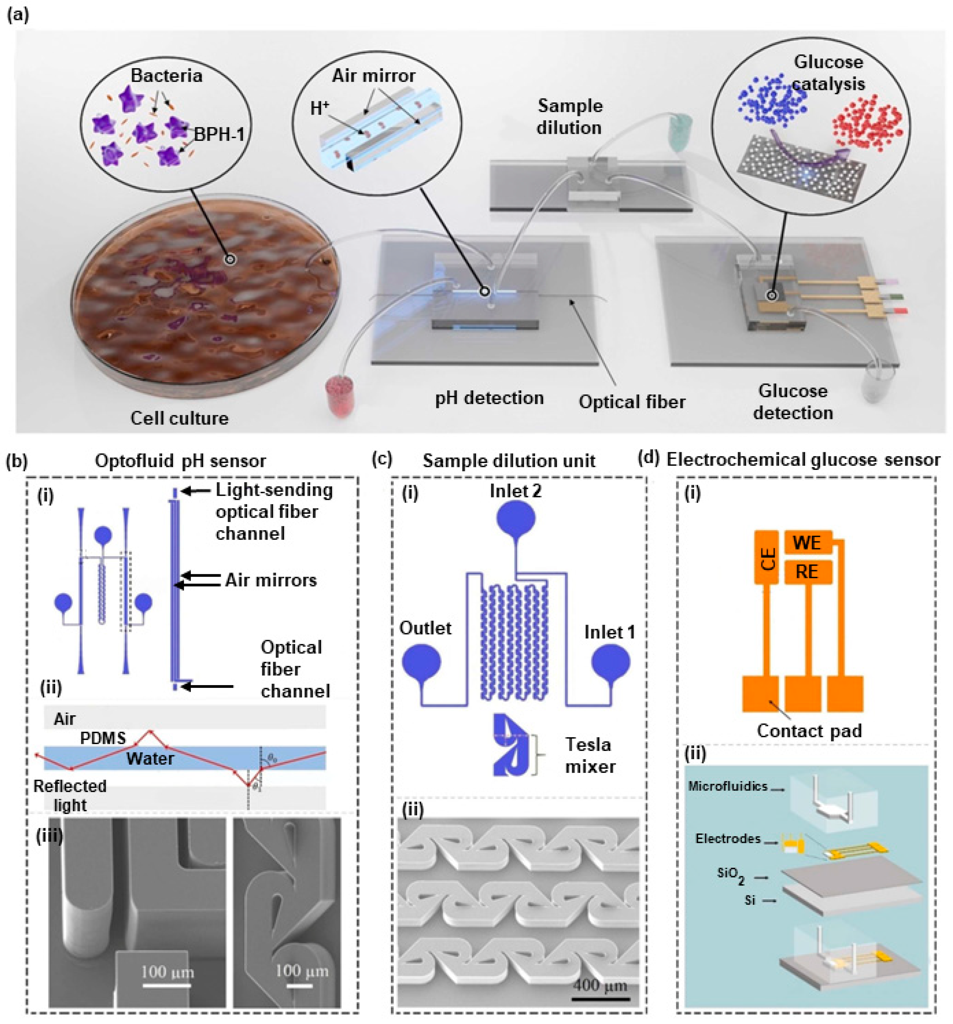 Chemosensors 11 00298 g002
