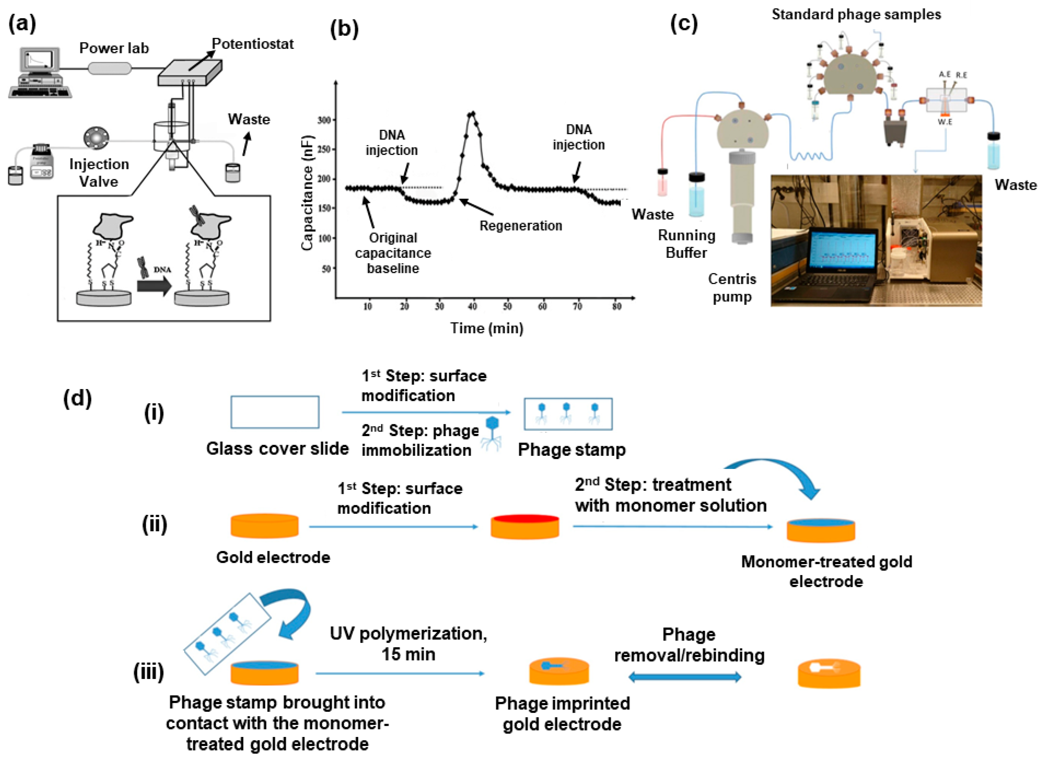 Chemosensors | Free Full-Text | Methods and Analysis of Biological ...
