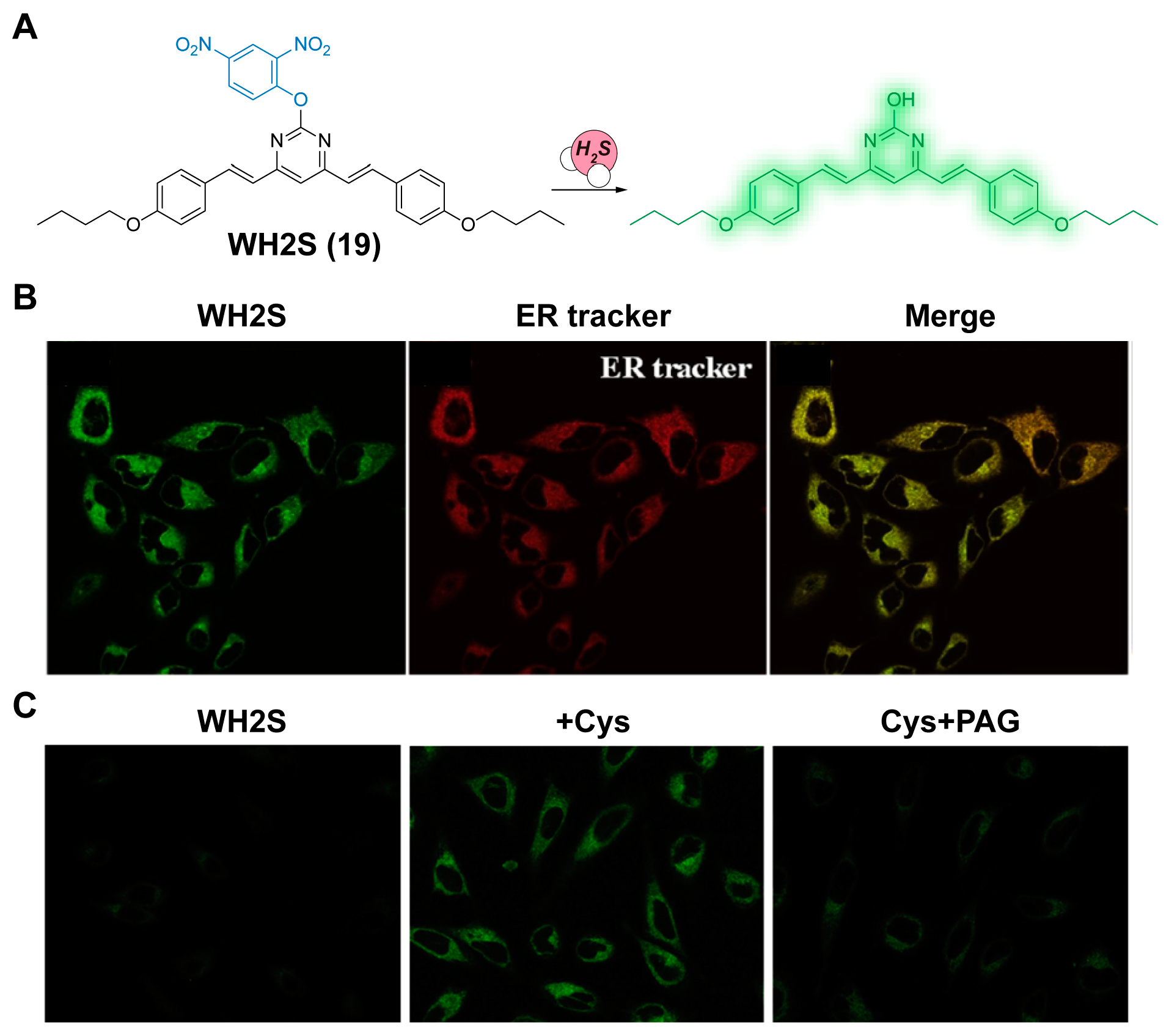 Chemosensors 11 00333 g007 Chemosensors 11 00333 g007