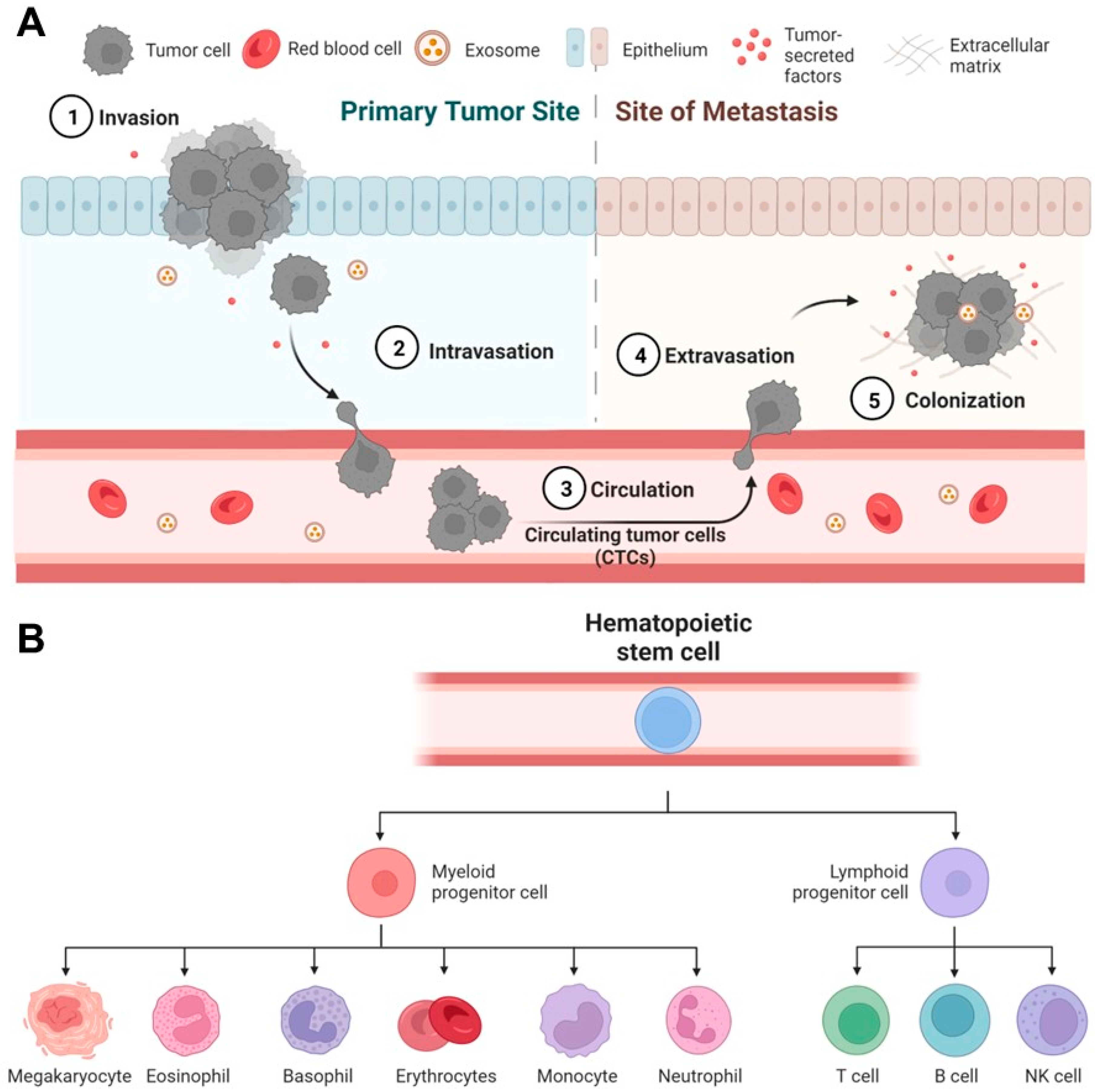 Frontiers  Fibrocytes: A Critical Review and Practical Guide