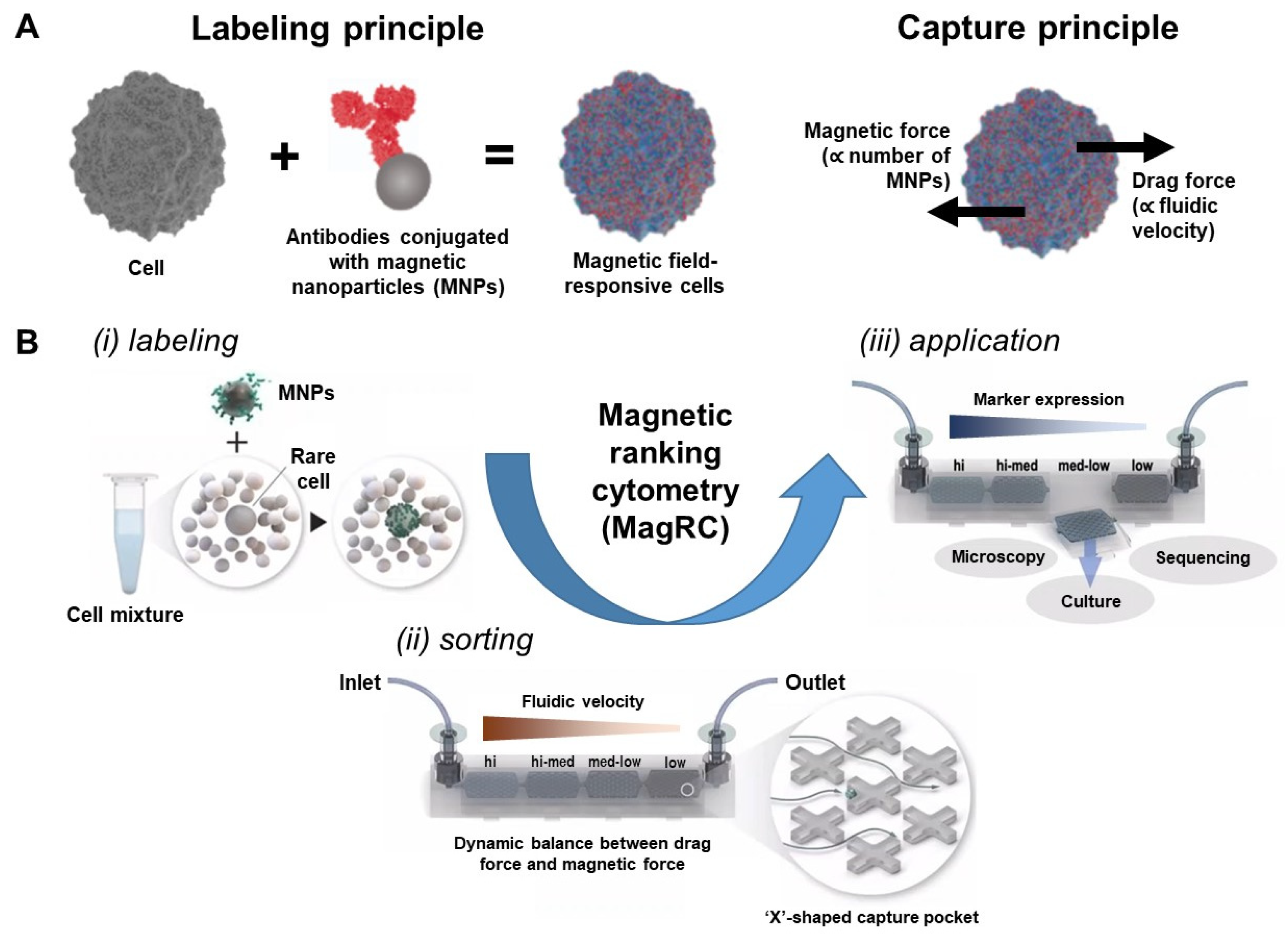 Chemosensors 11 00335 g004